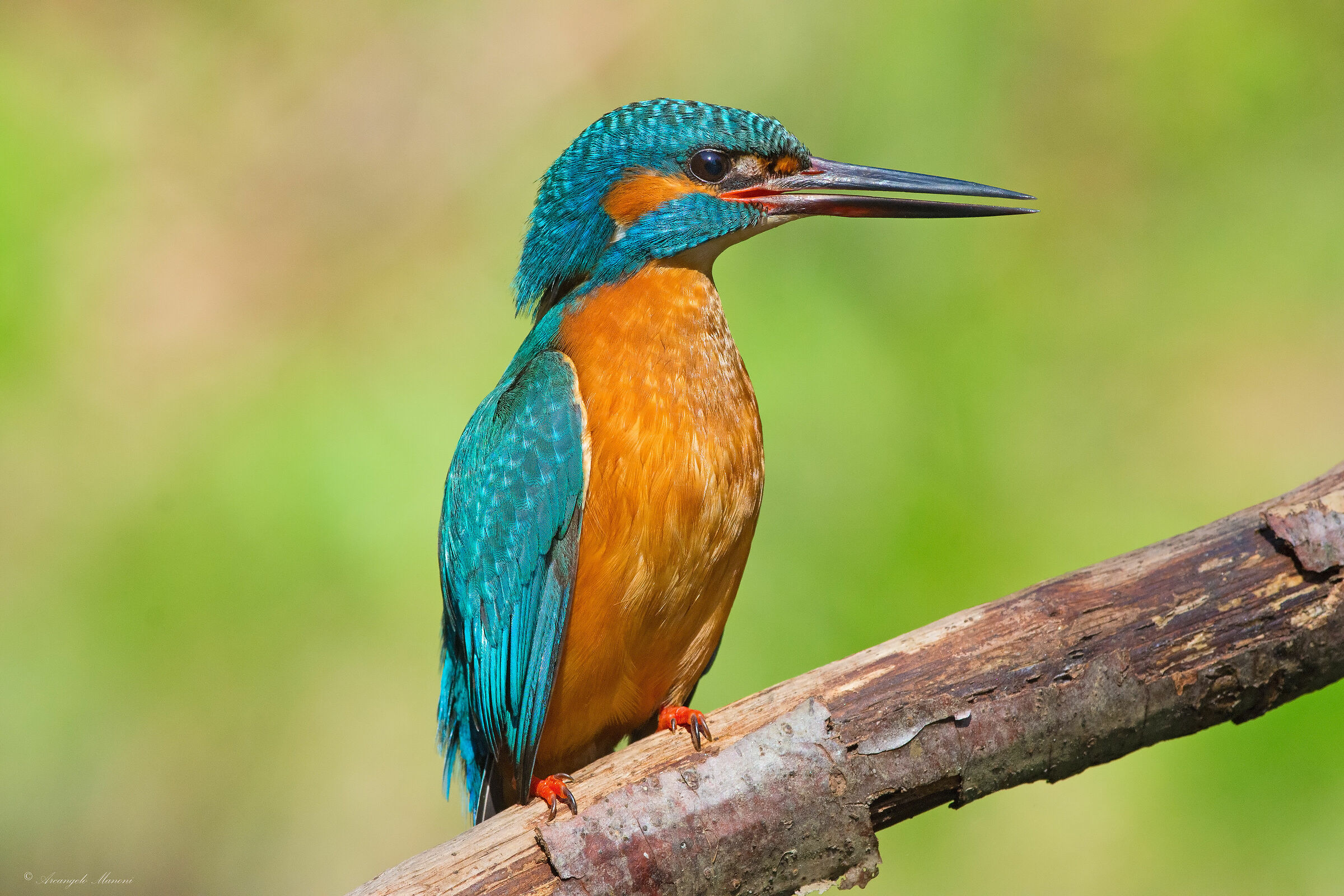 That colorful master of the river