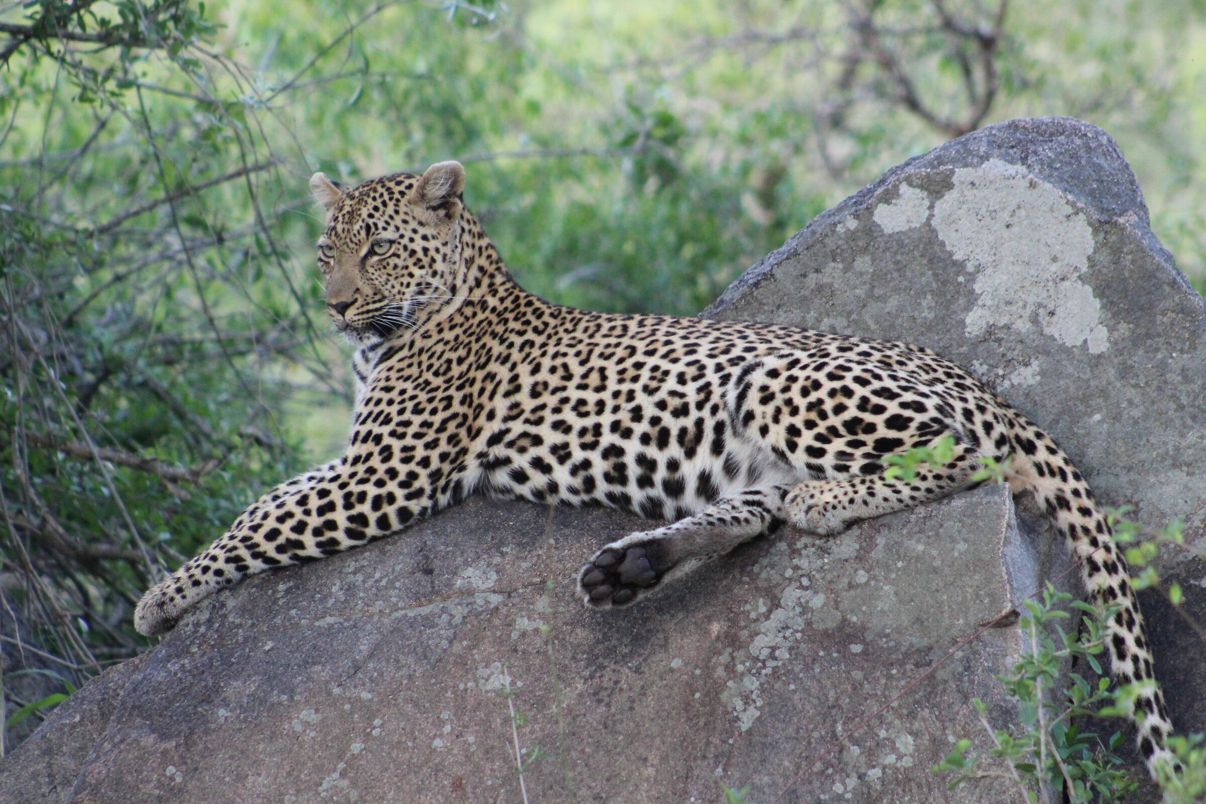 Female Leopard