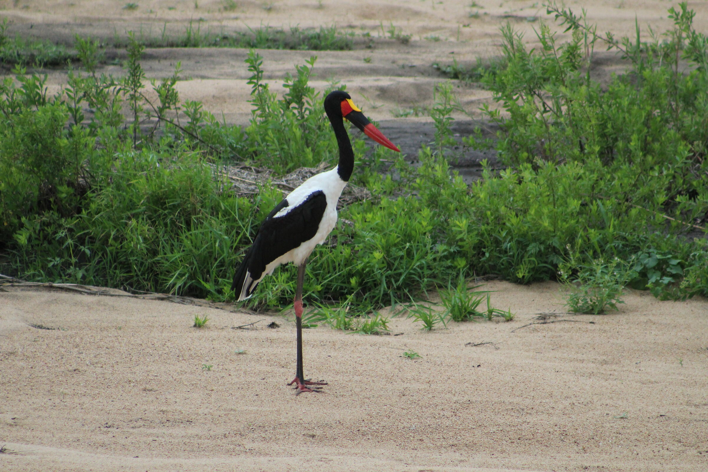 Largest of the African Stork family