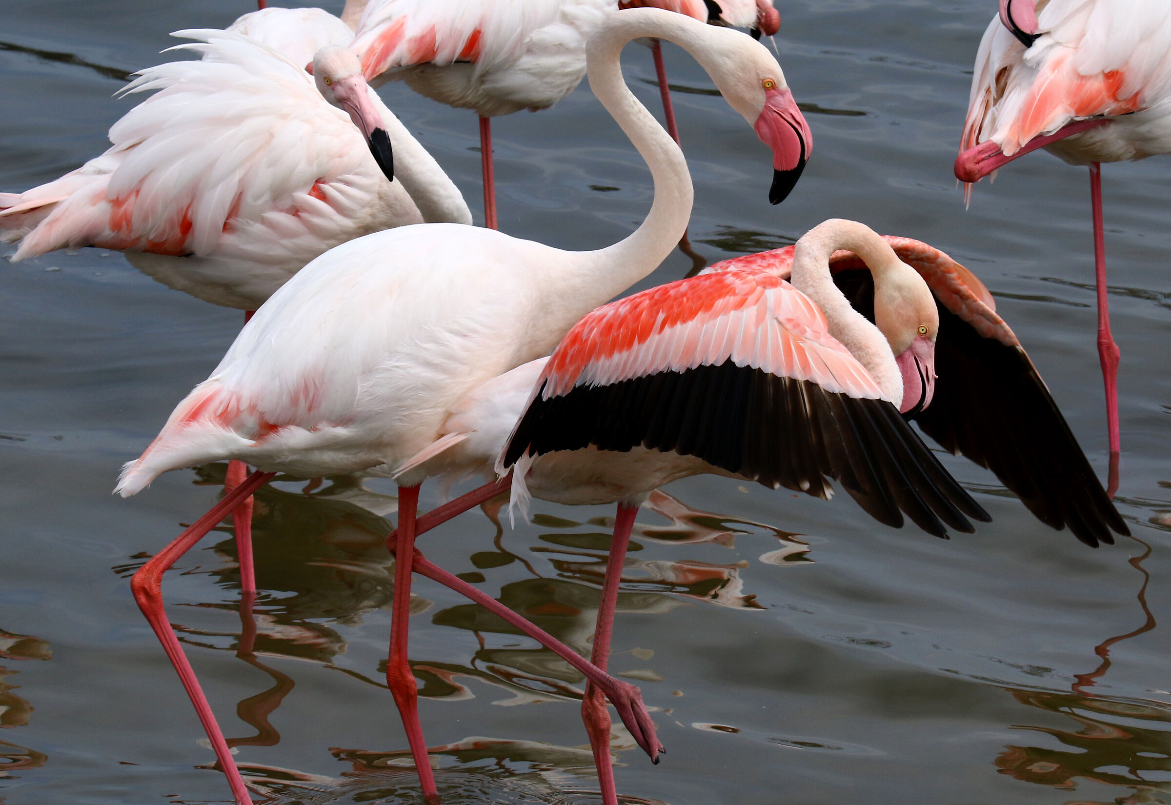 And she said to him, "look what they see us!"