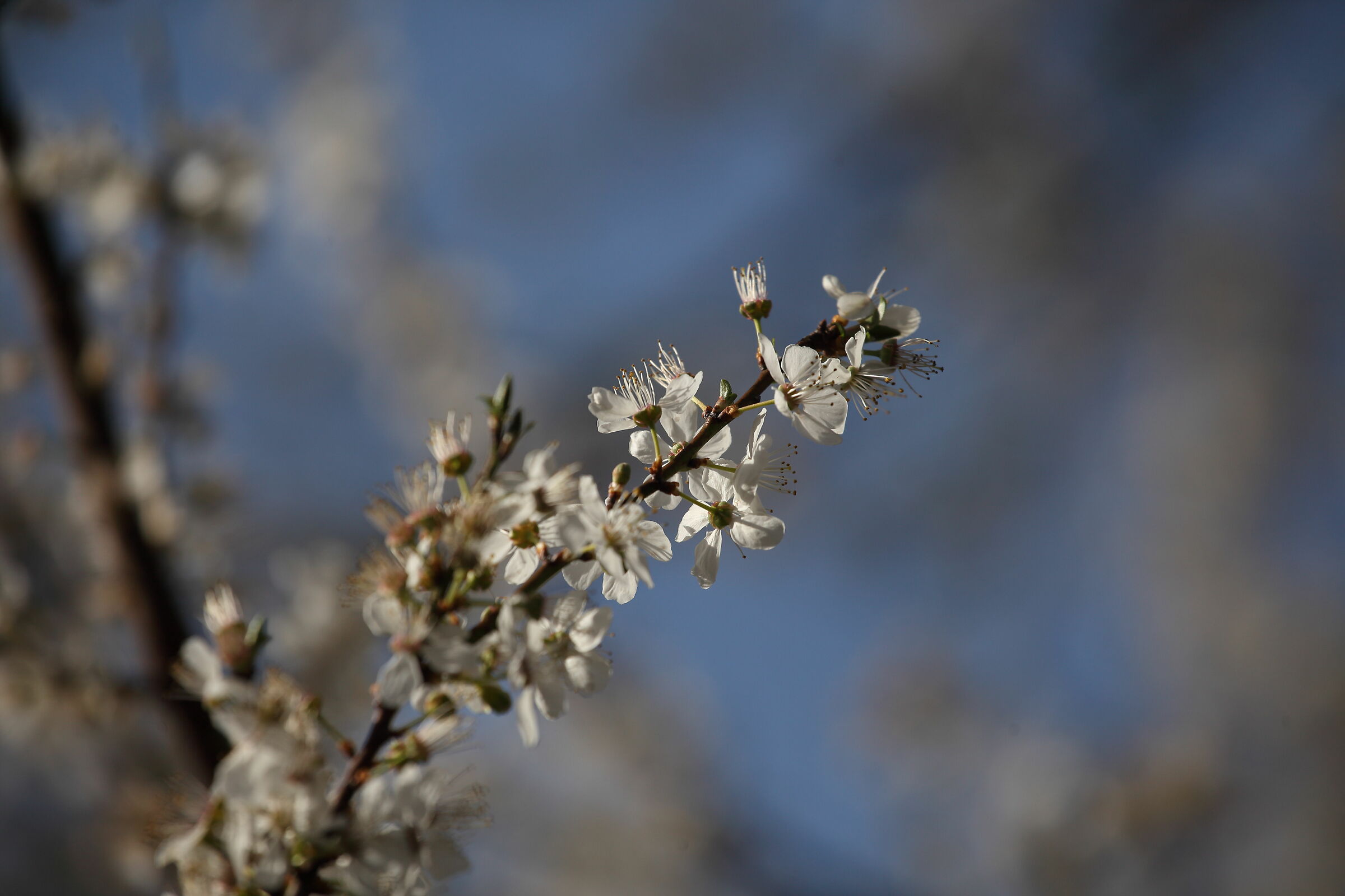 in giardino