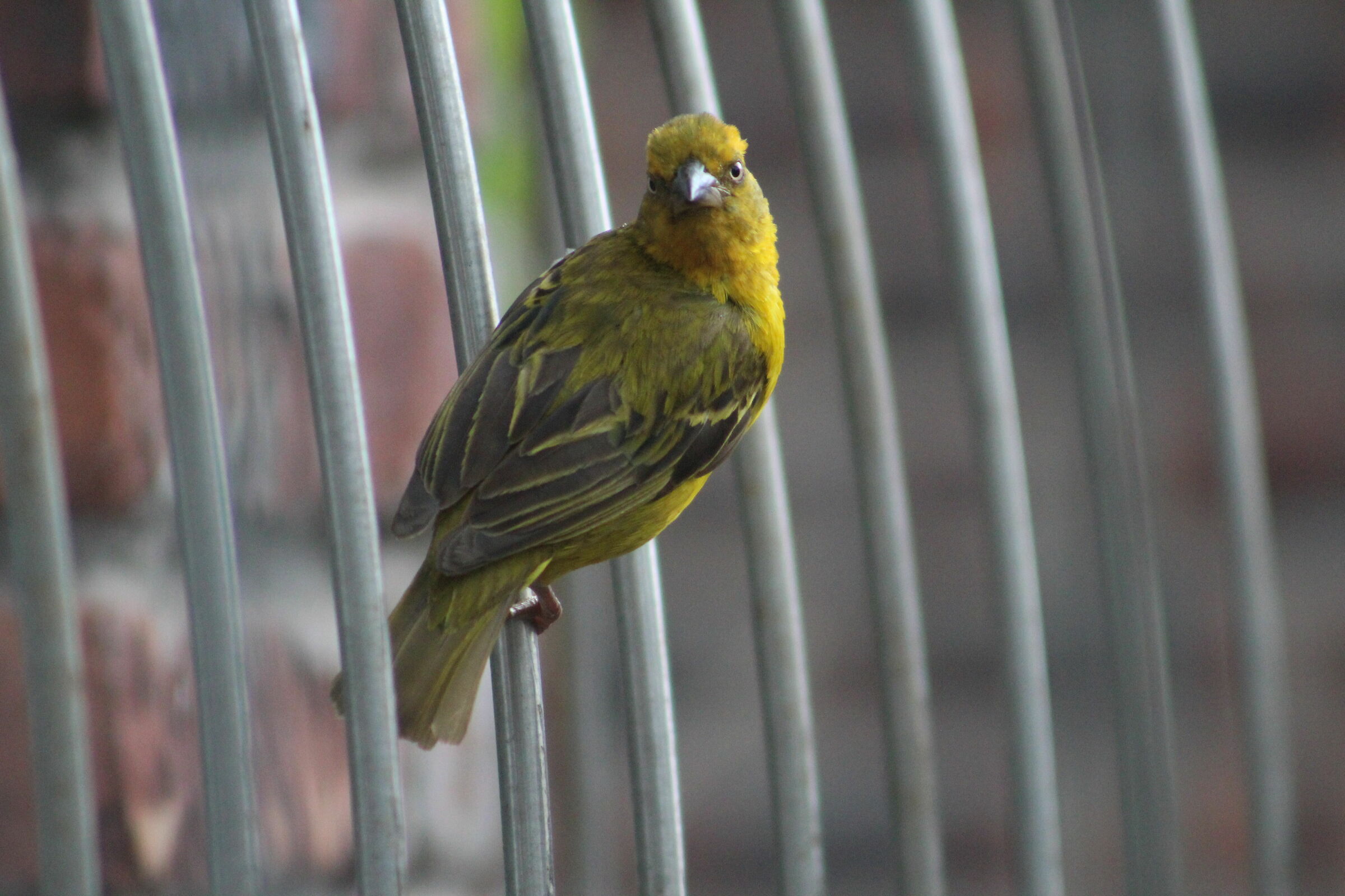 Cape Weaver
