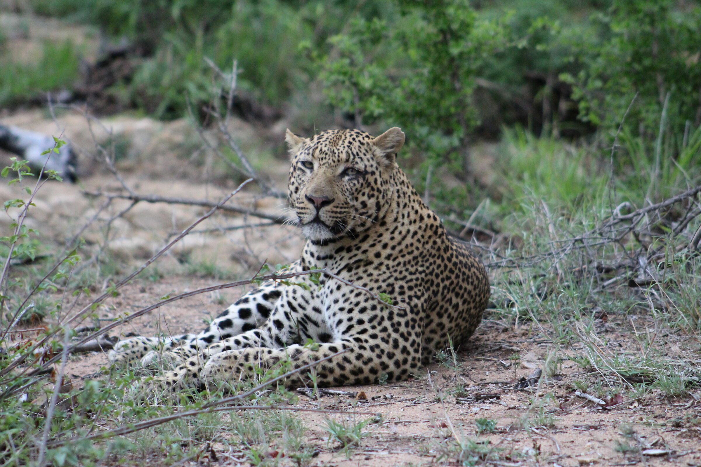 Male Leopard ( Kruger Safari Park )
