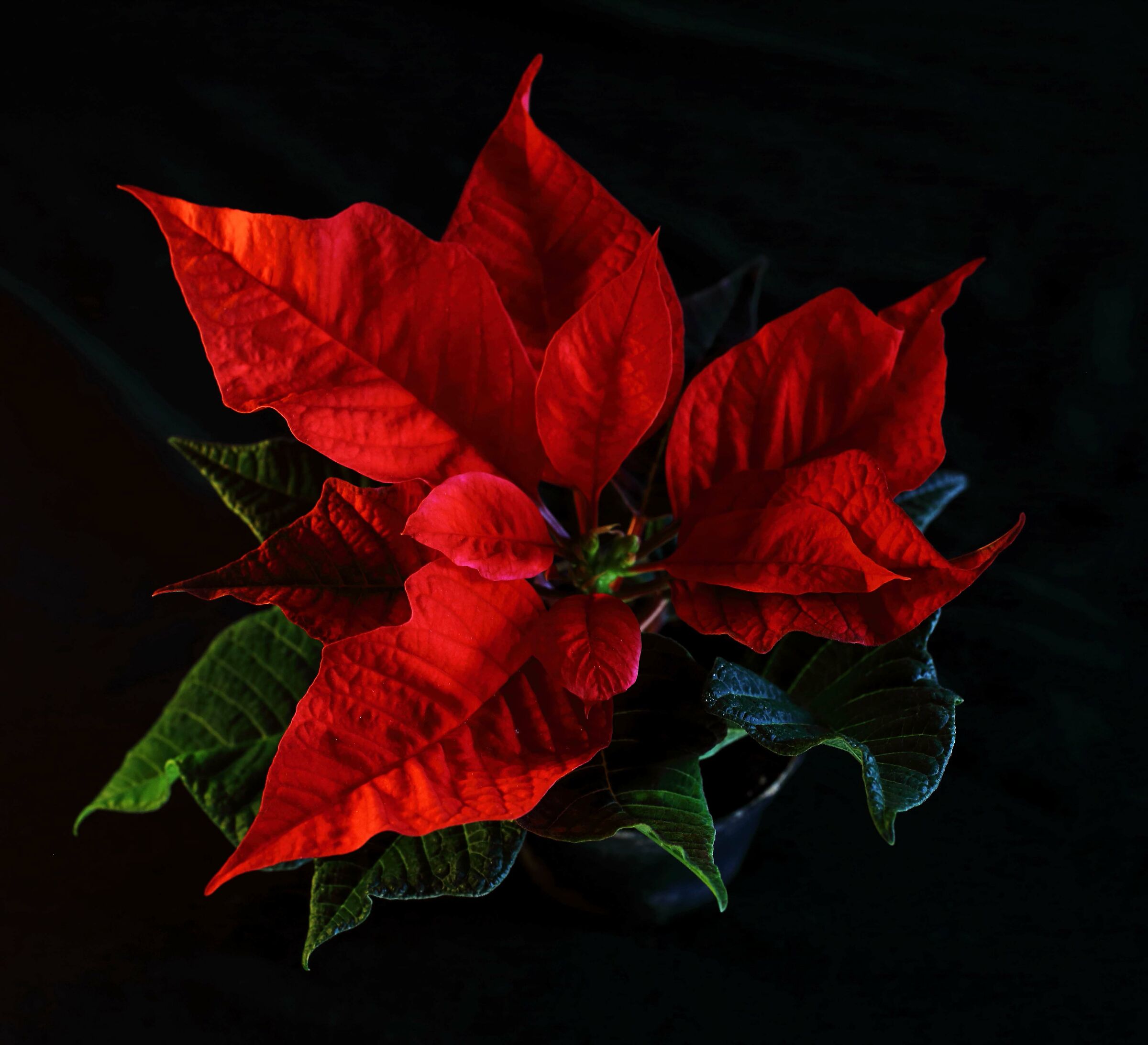 Una stella di natale