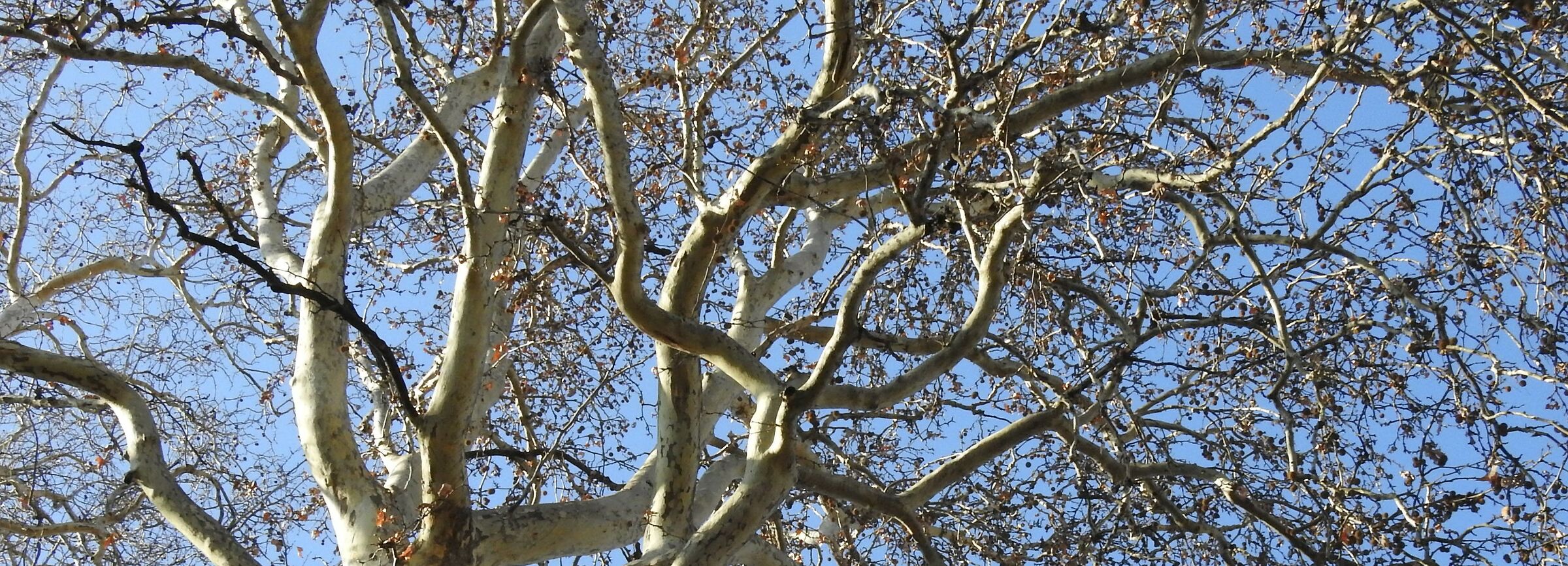 Between the branches