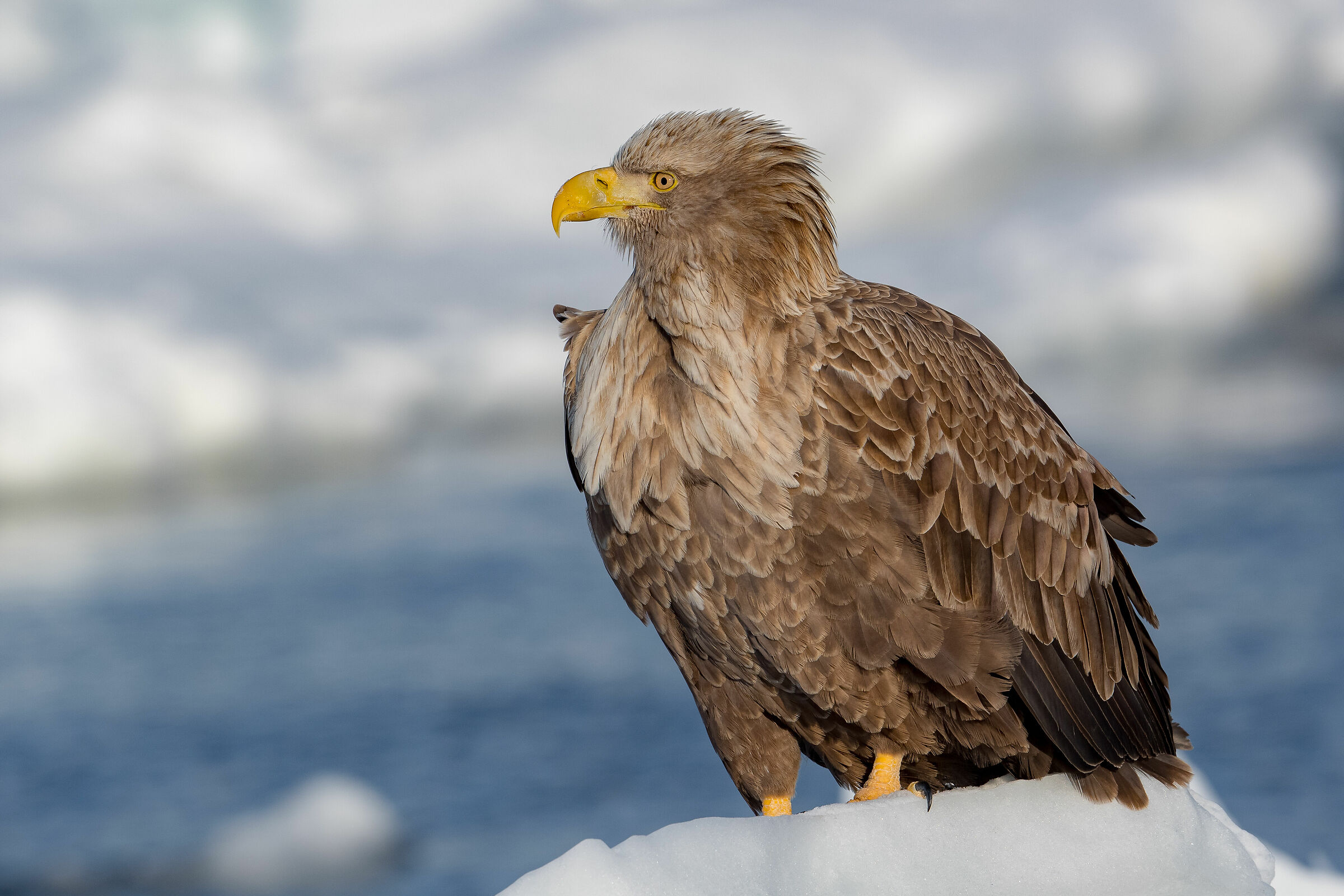 Sea Eagle White Tail, portrait