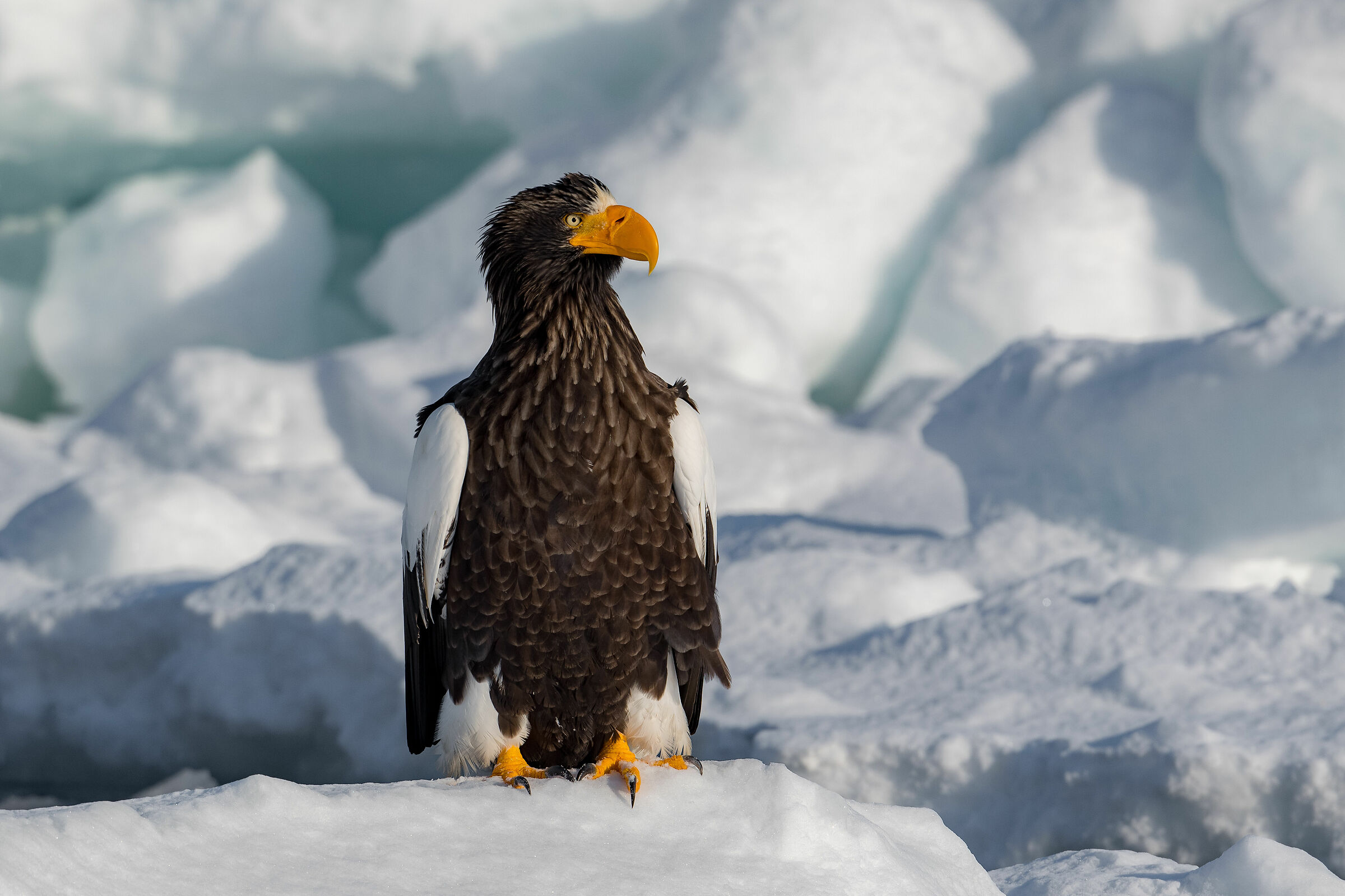 Steller's sea Eagle, portrait
