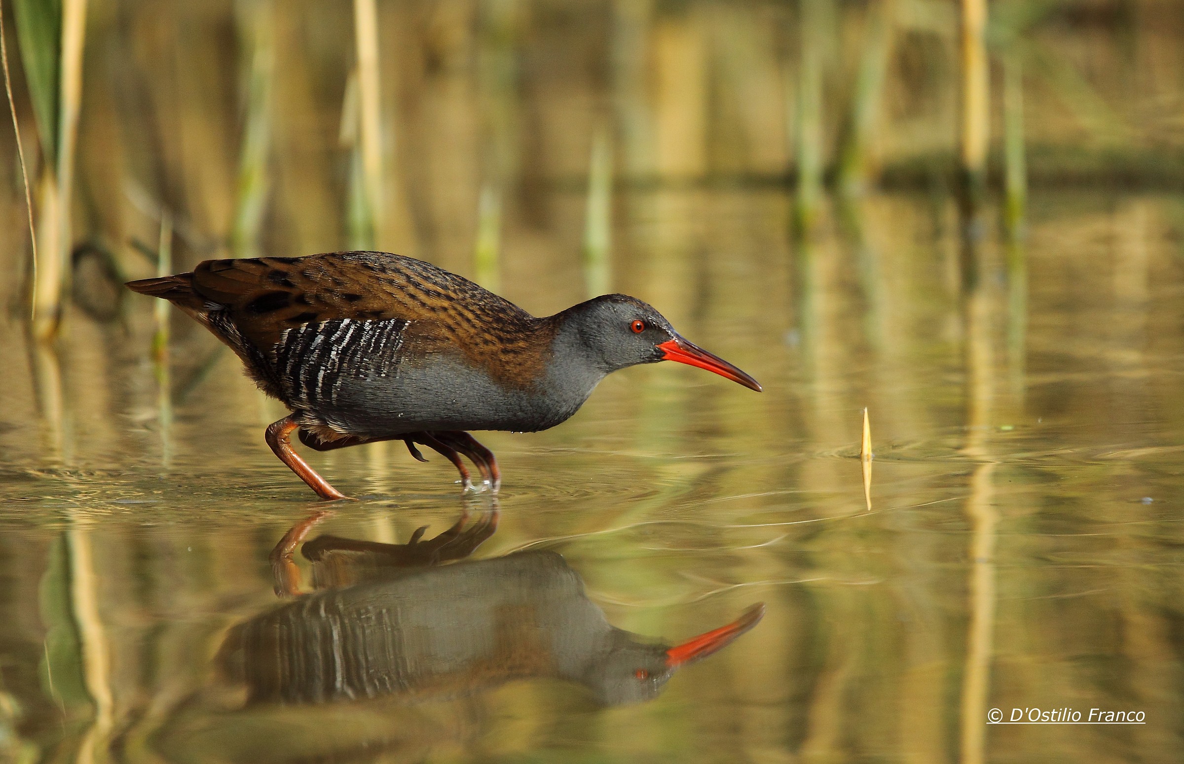 Water Rail
