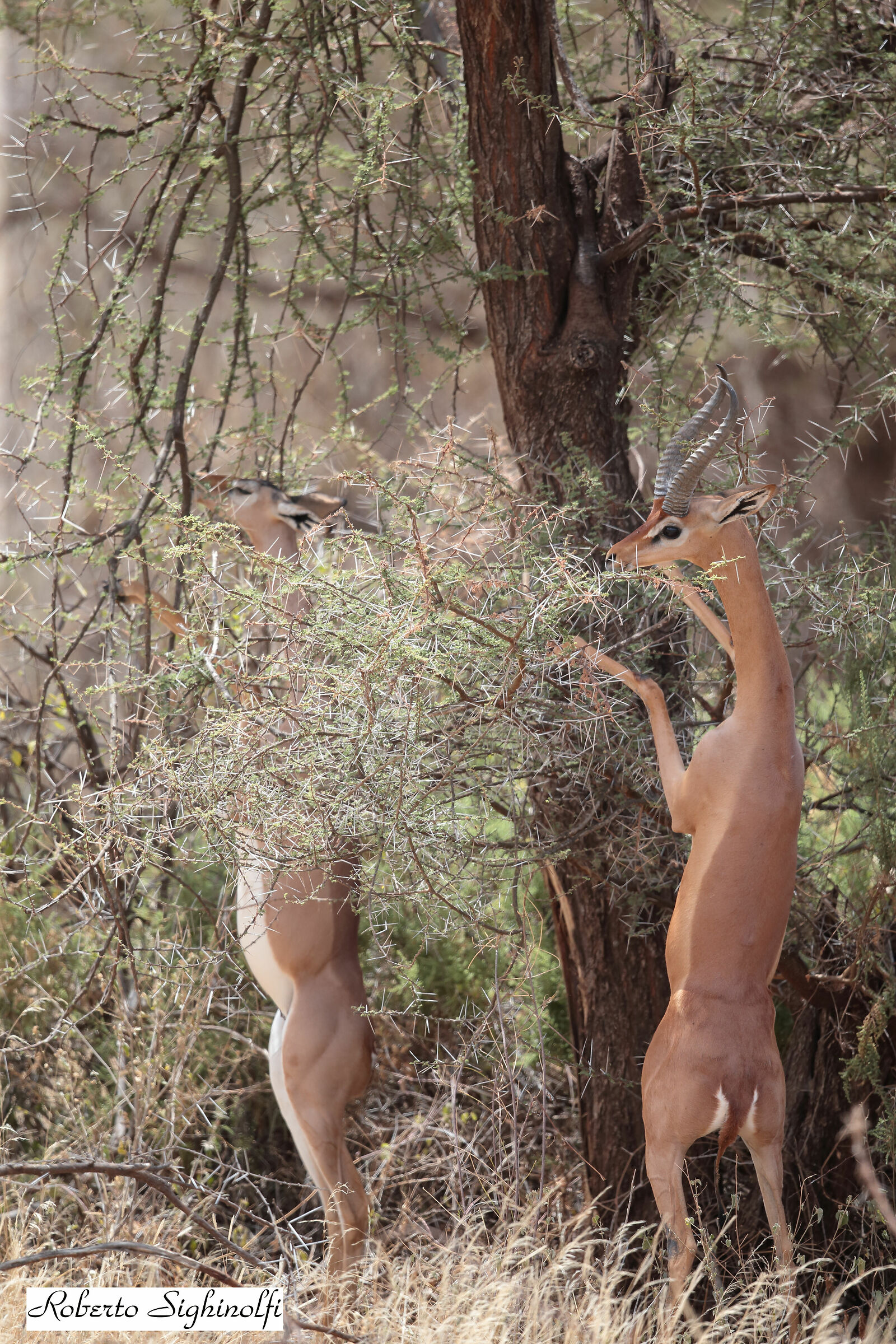 Gerenuk maschio
