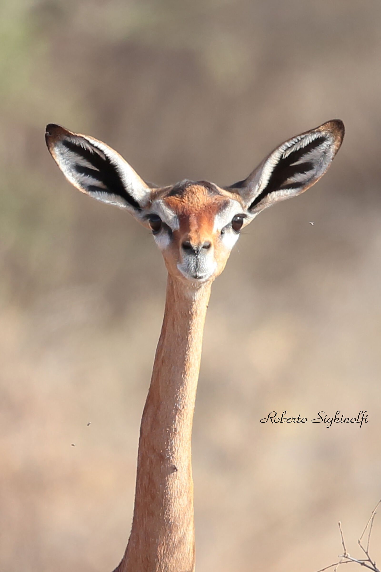 Primopiano gerenuk femmina