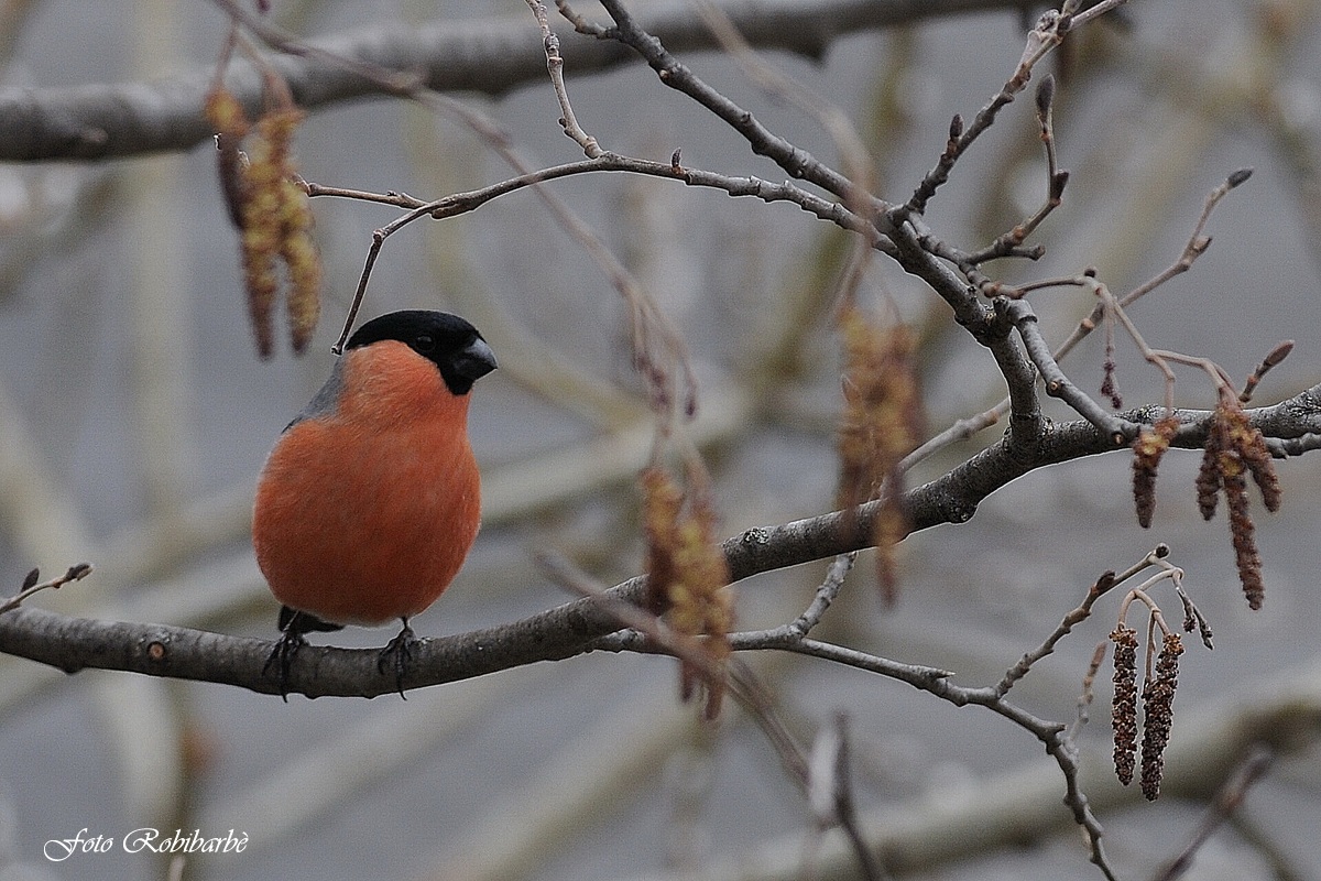 Ciuffolotto (Do....di petto!!!!)