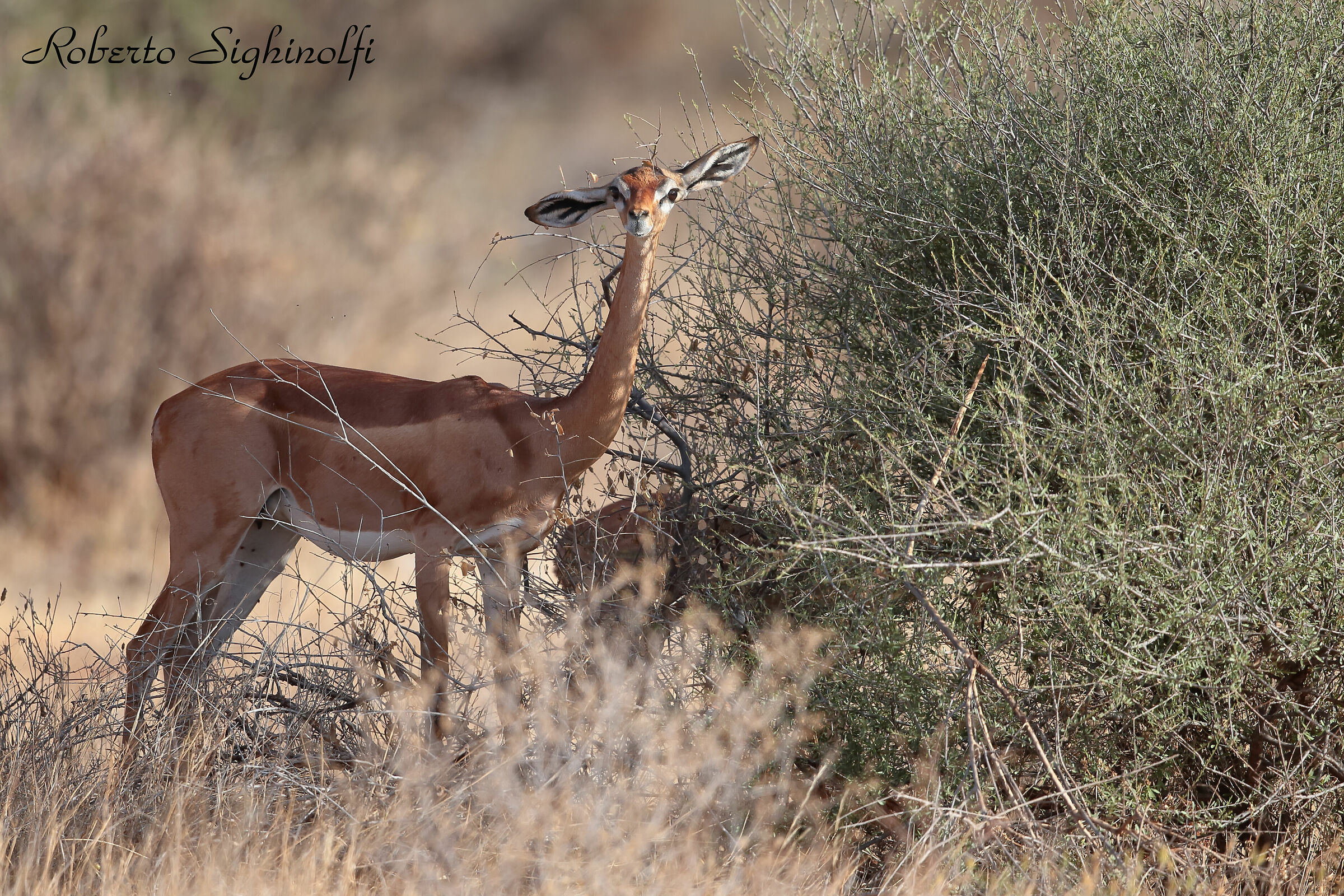 gerenuk