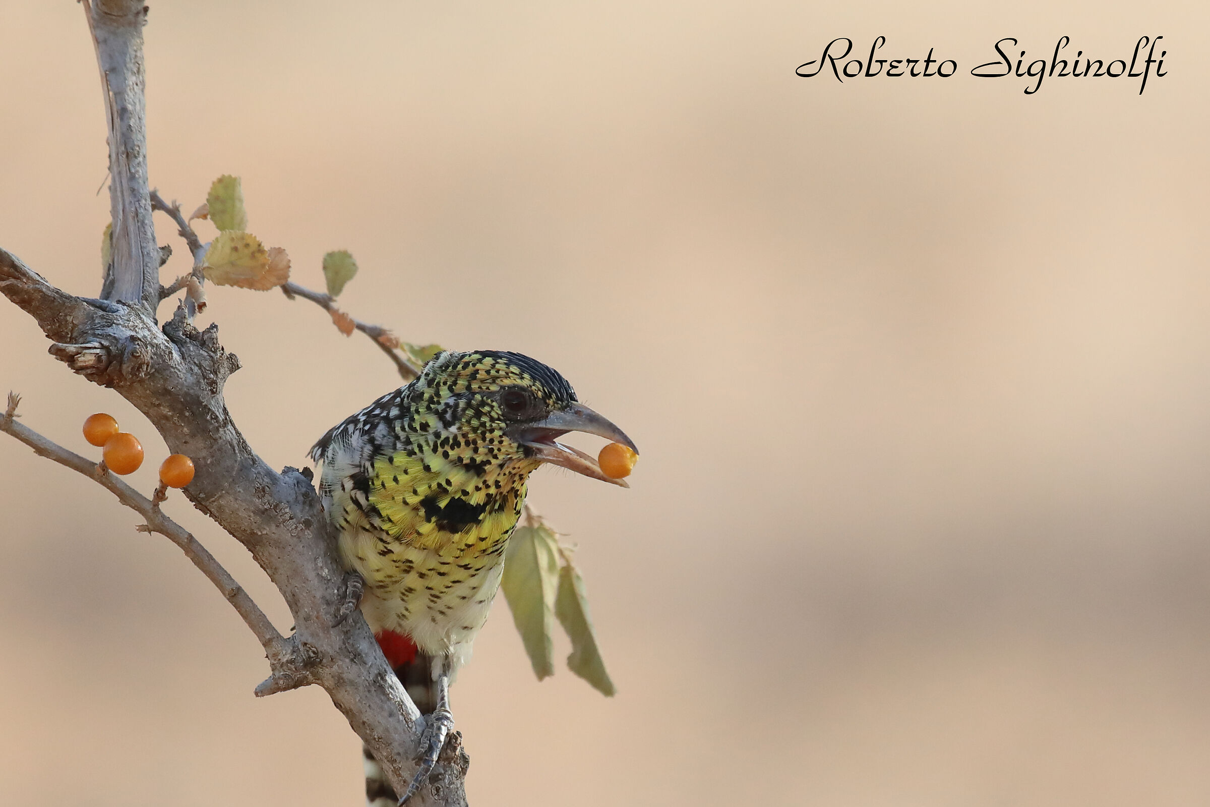 Barbet