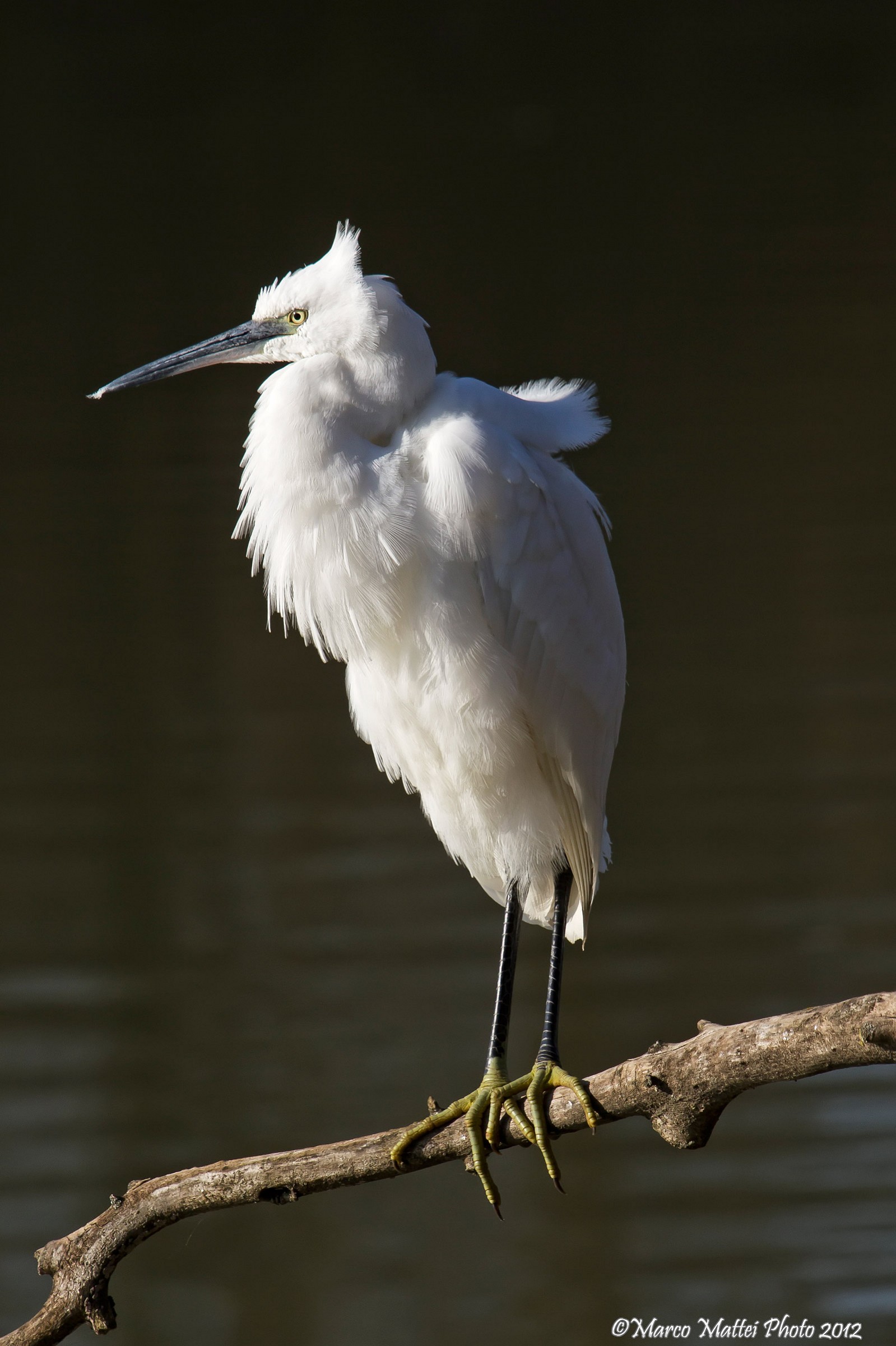 Egretta Garzetta Juvenes