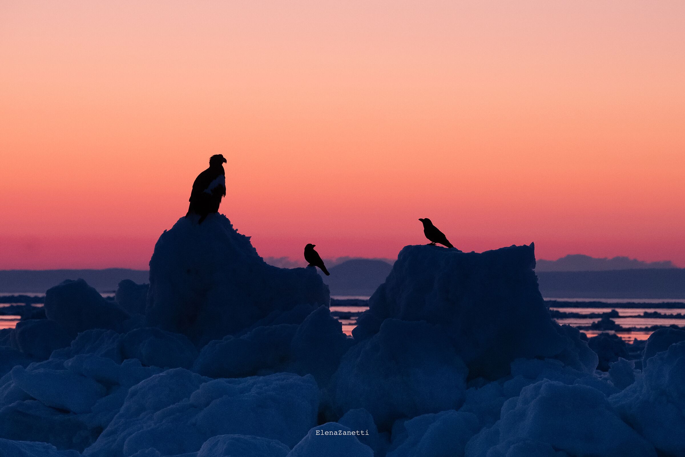 Eagle and Crows at dawn
