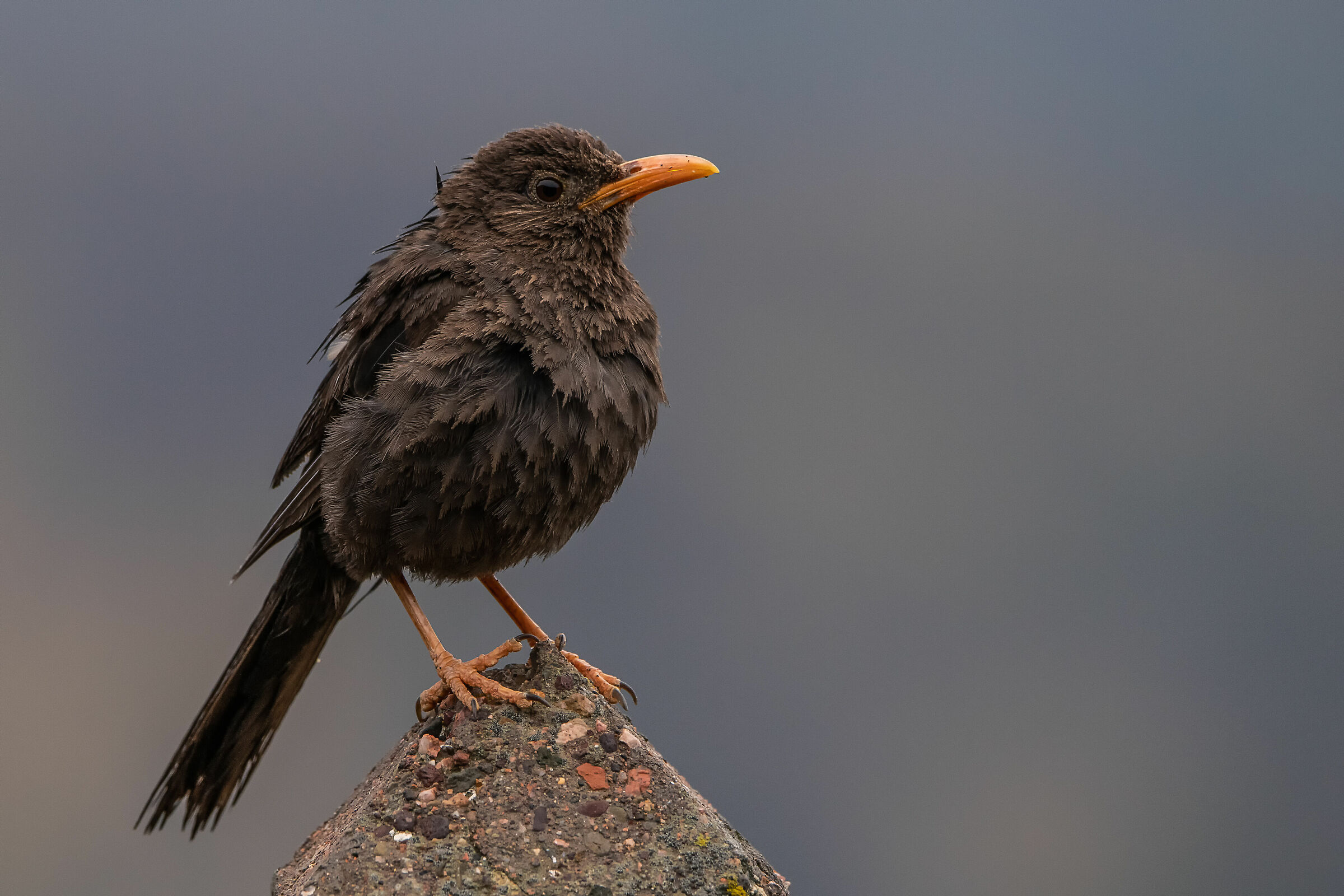 Zorzal chiguanco negro (Mendoza - Rep. Argentina)