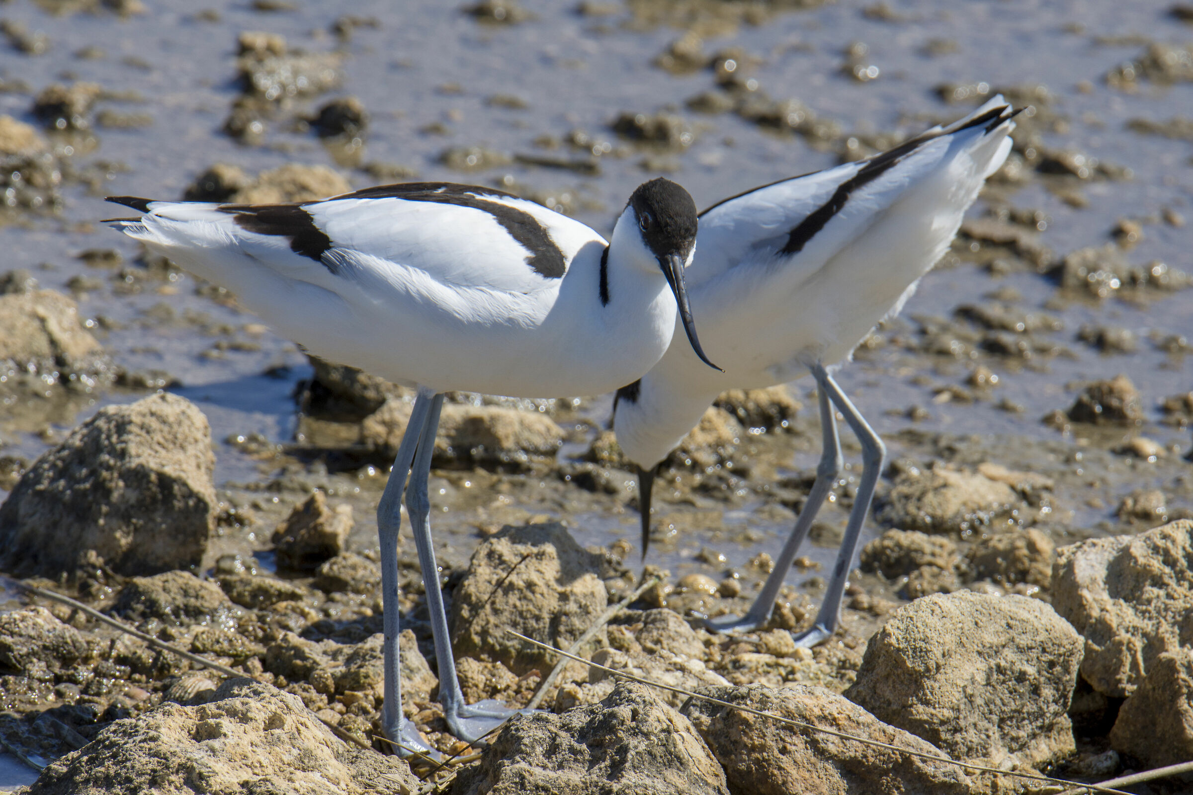 Avocetta