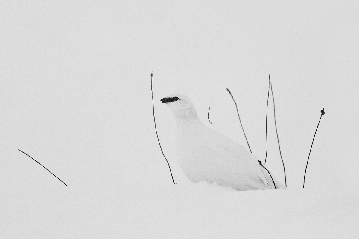 white .... before the ex ....