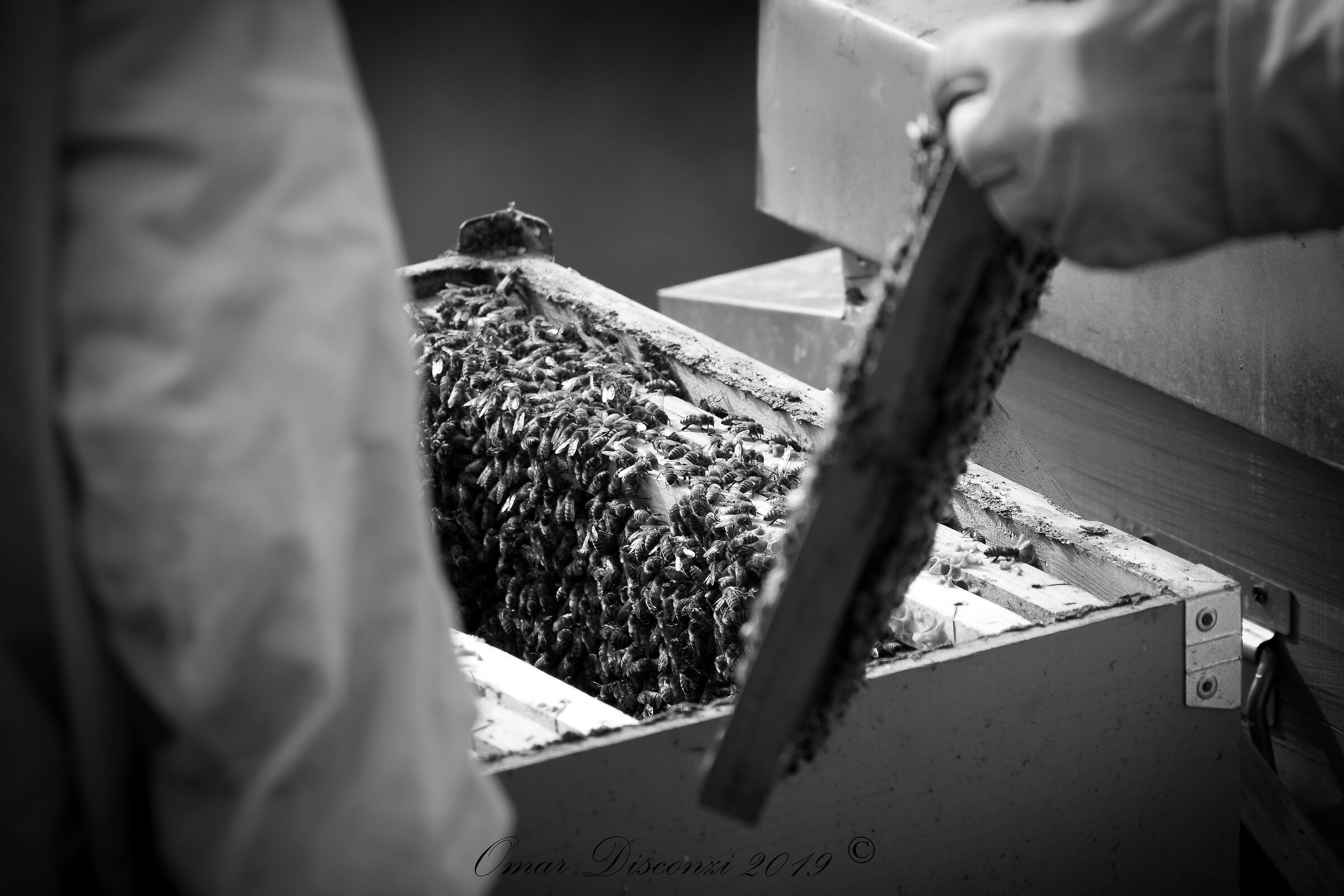 Telaiono da Honeycomb