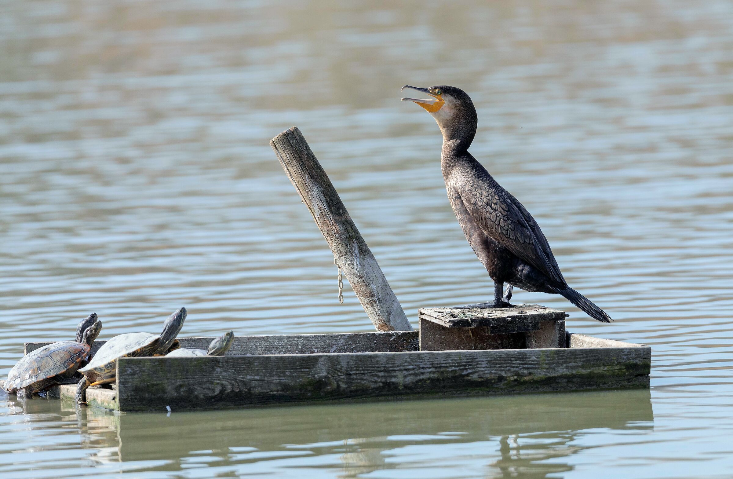 Singer with his audience