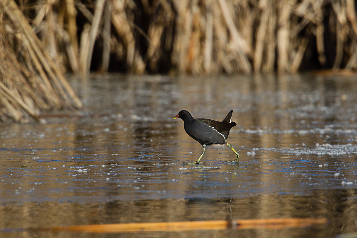 Gallinella d'acqua
