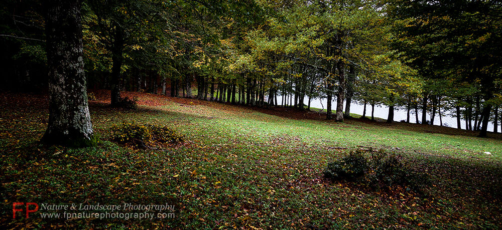 Clearing in the woods