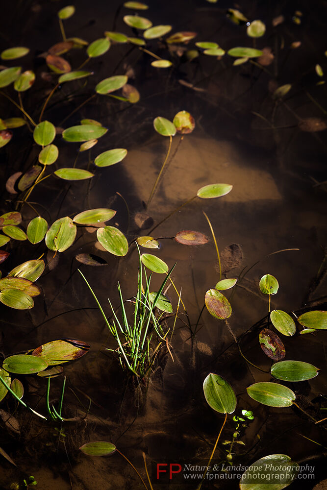 Vegetazione lacustre