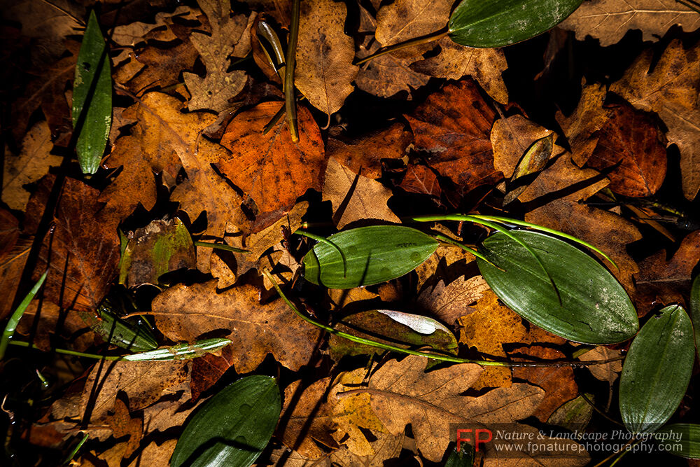 Foglie sulla superficie del lago
