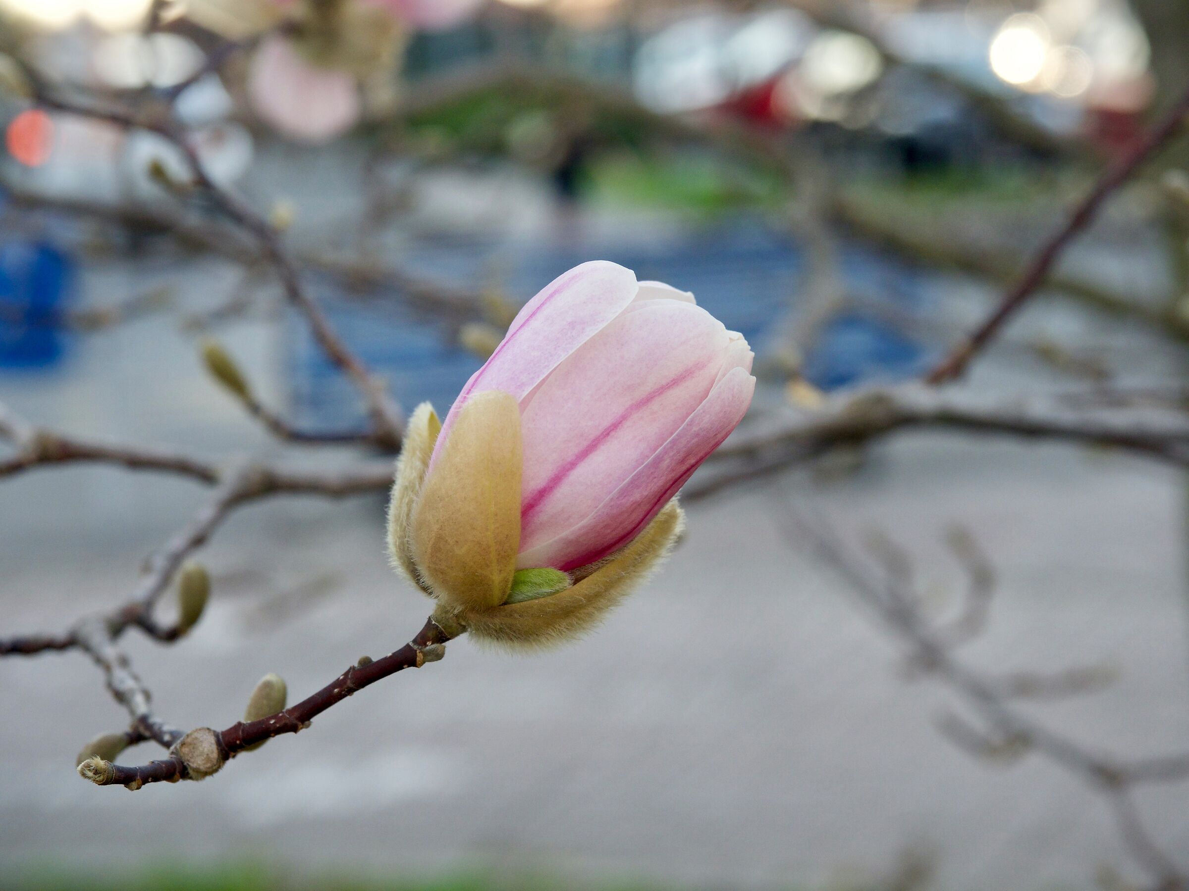Magnolia
