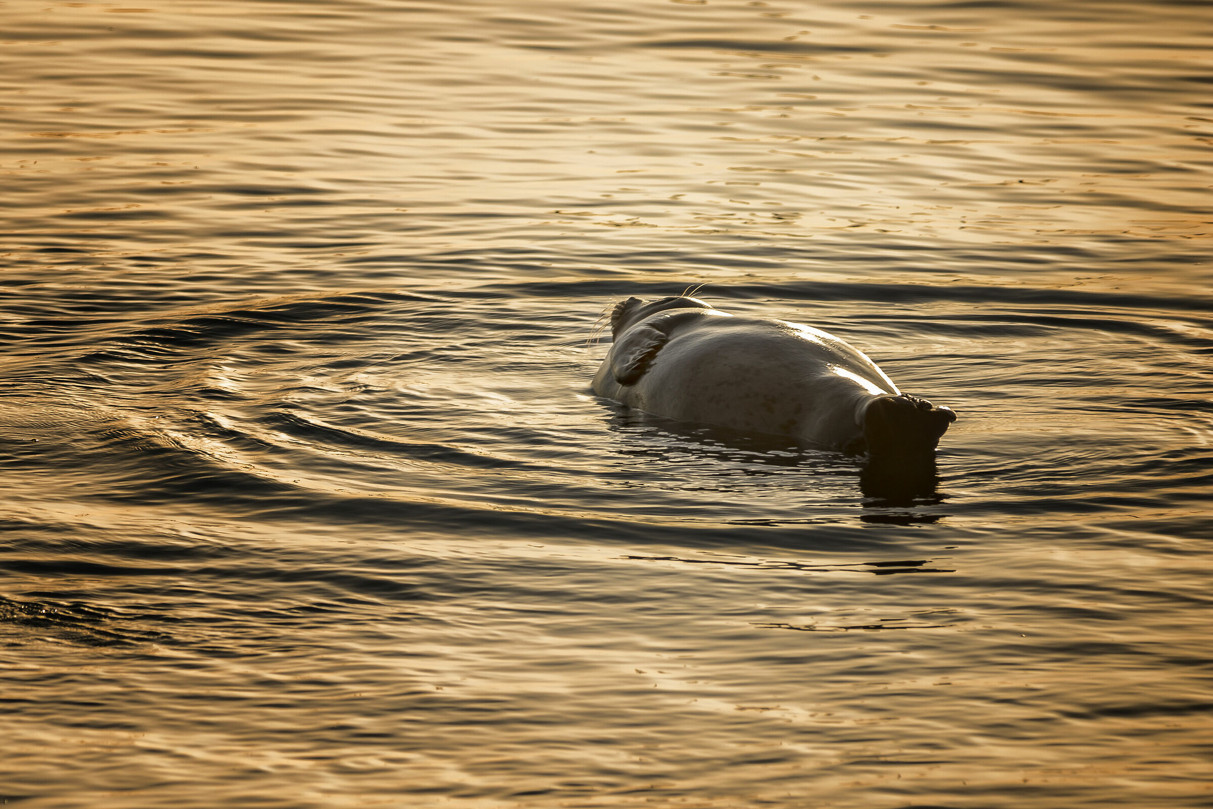 una foca all'alba