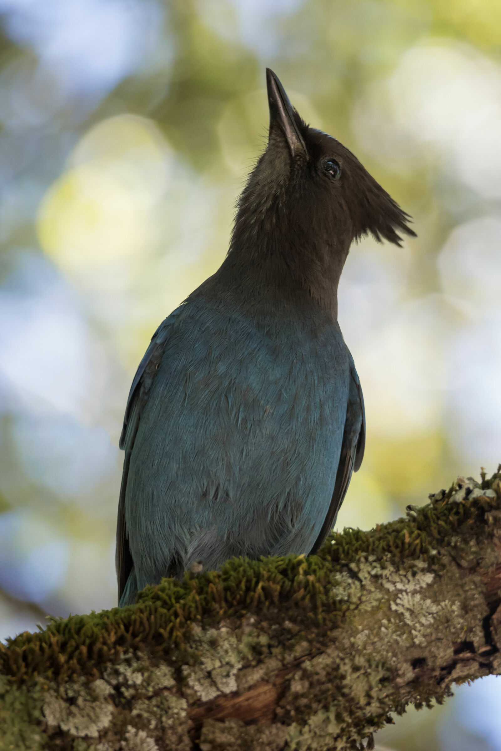 ghiandaia di steller