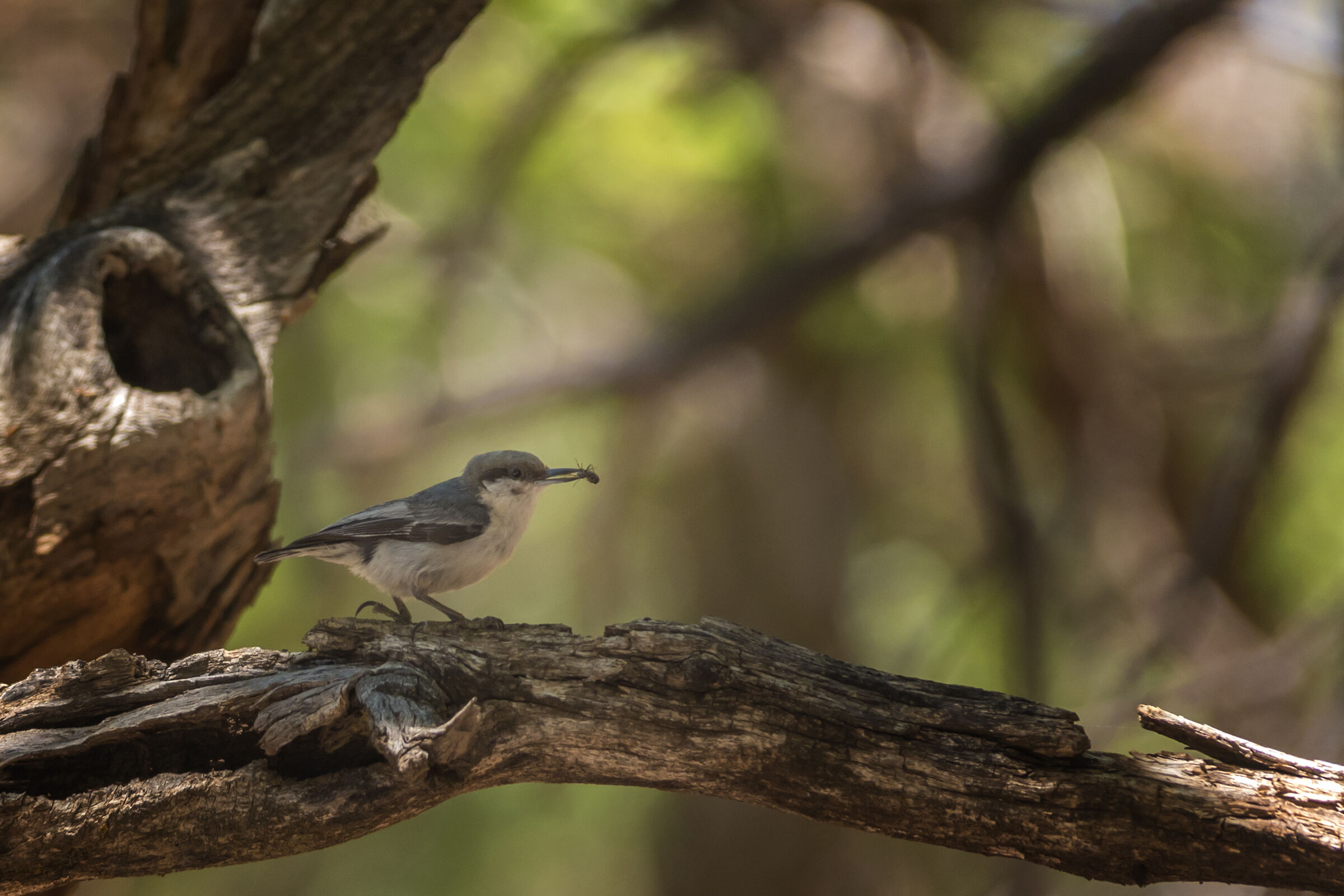 picchio muratore pigmeo