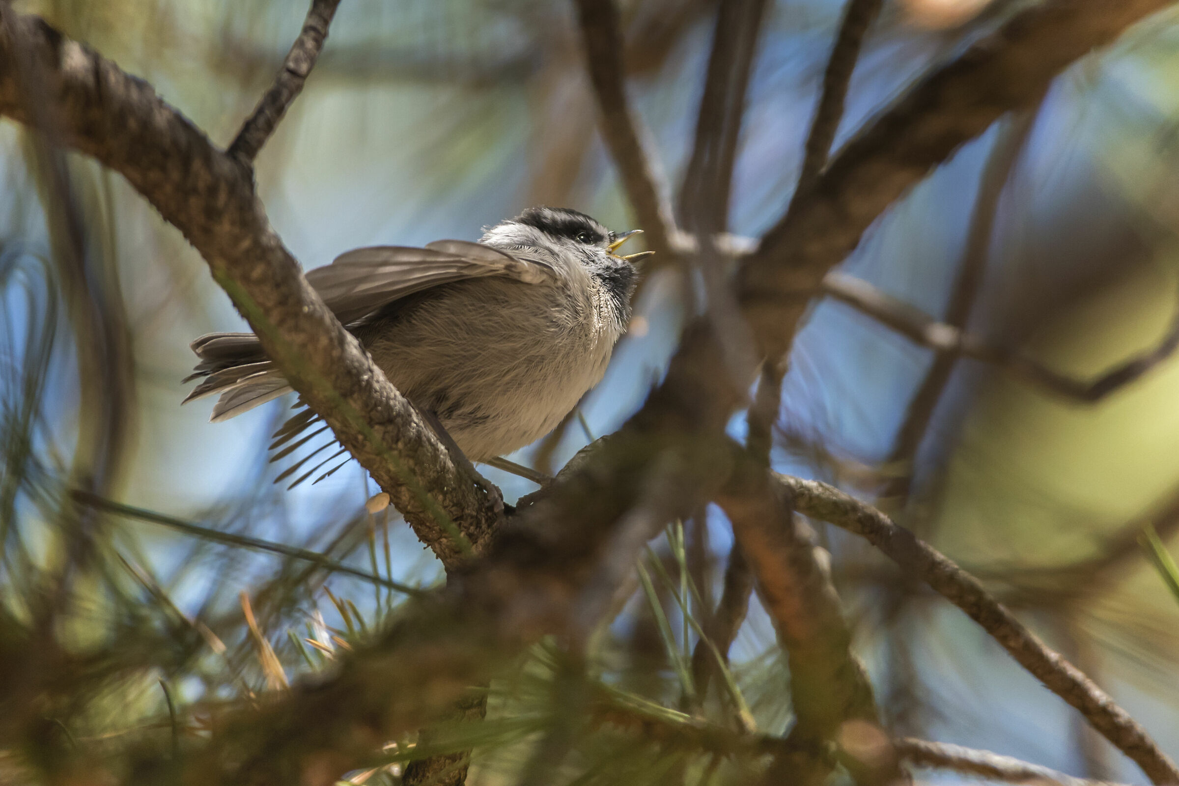 cincia delle montagne rocciose