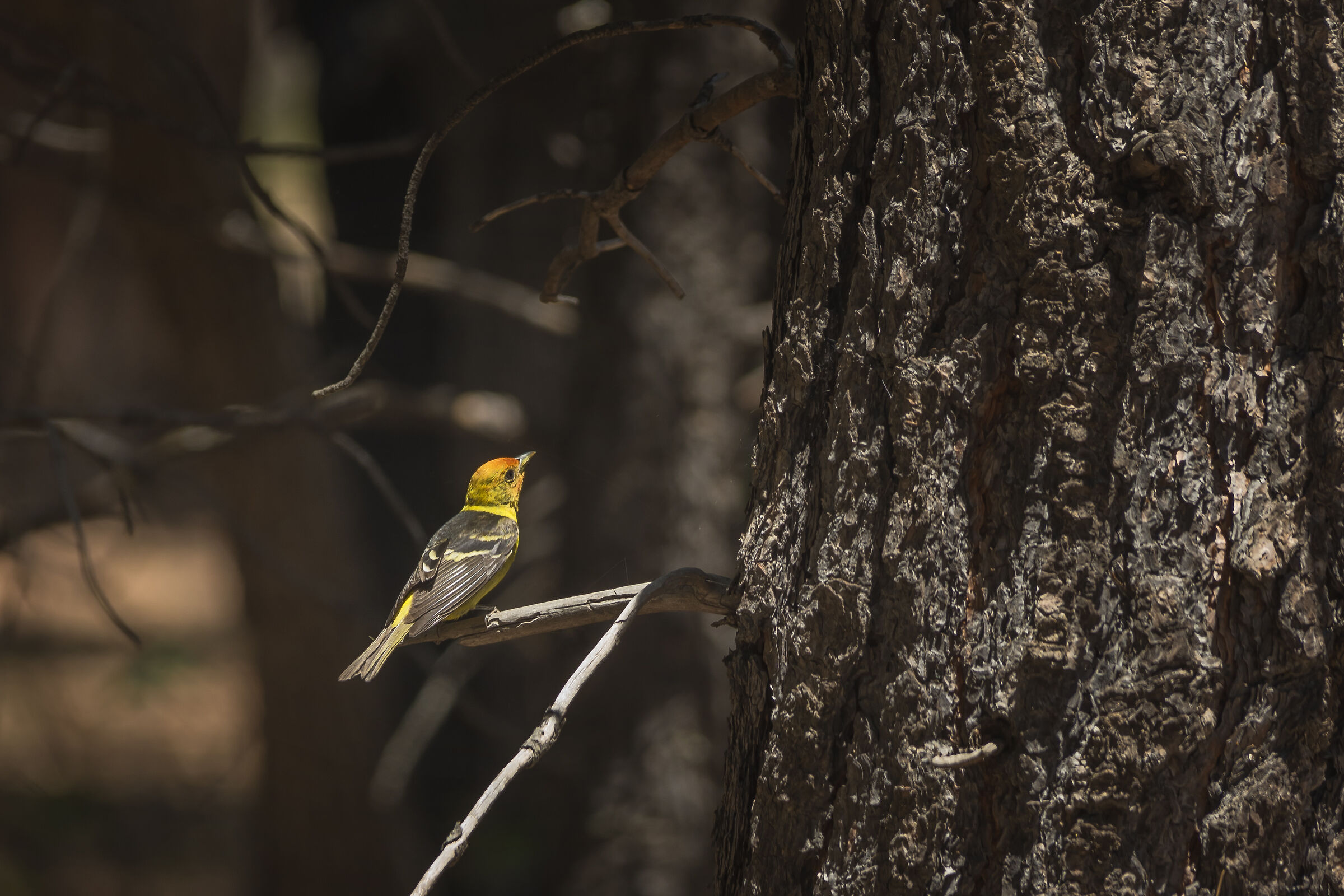 piranga ludoviciana occidentale