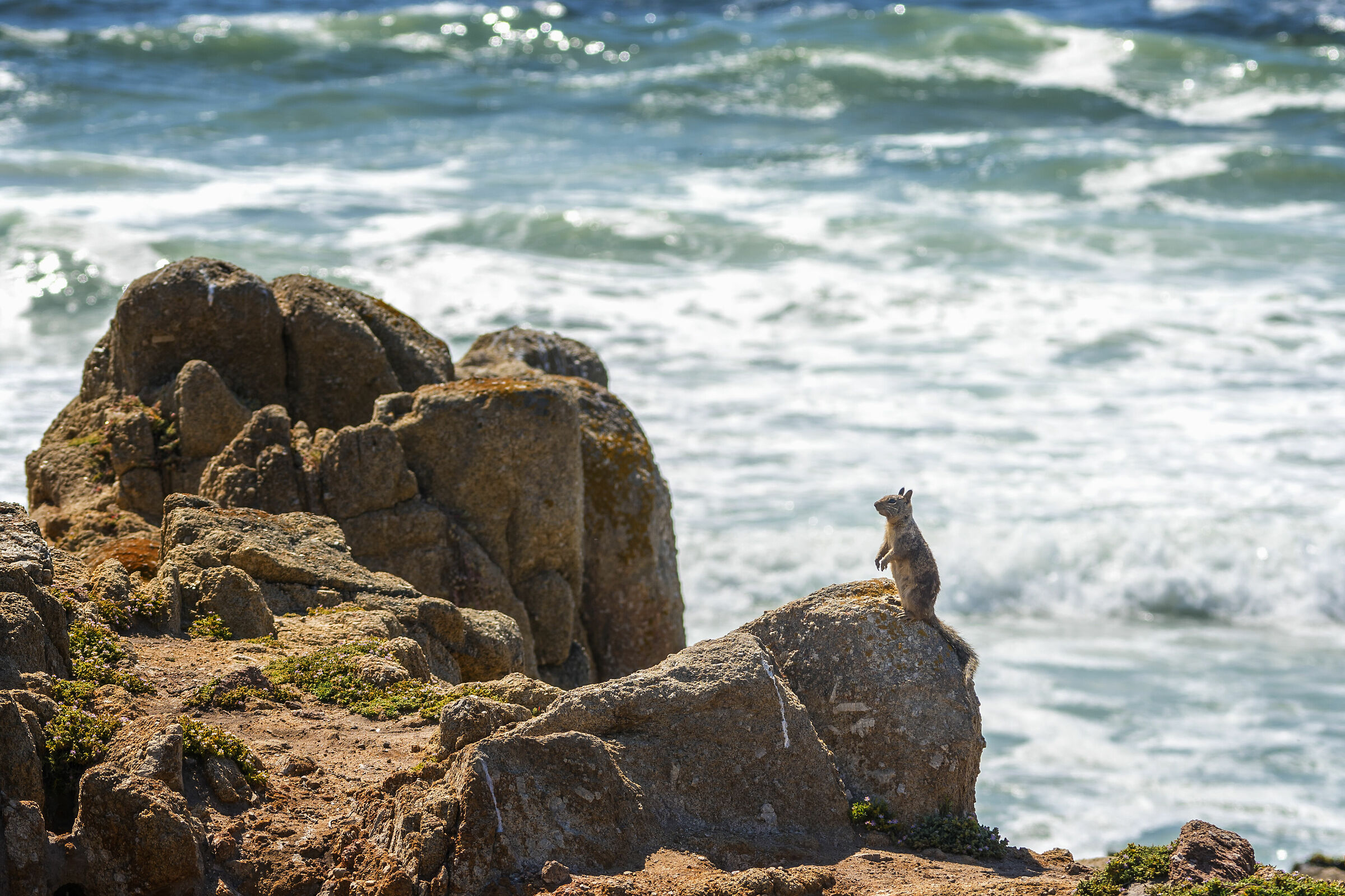 scoiattolo terricolo