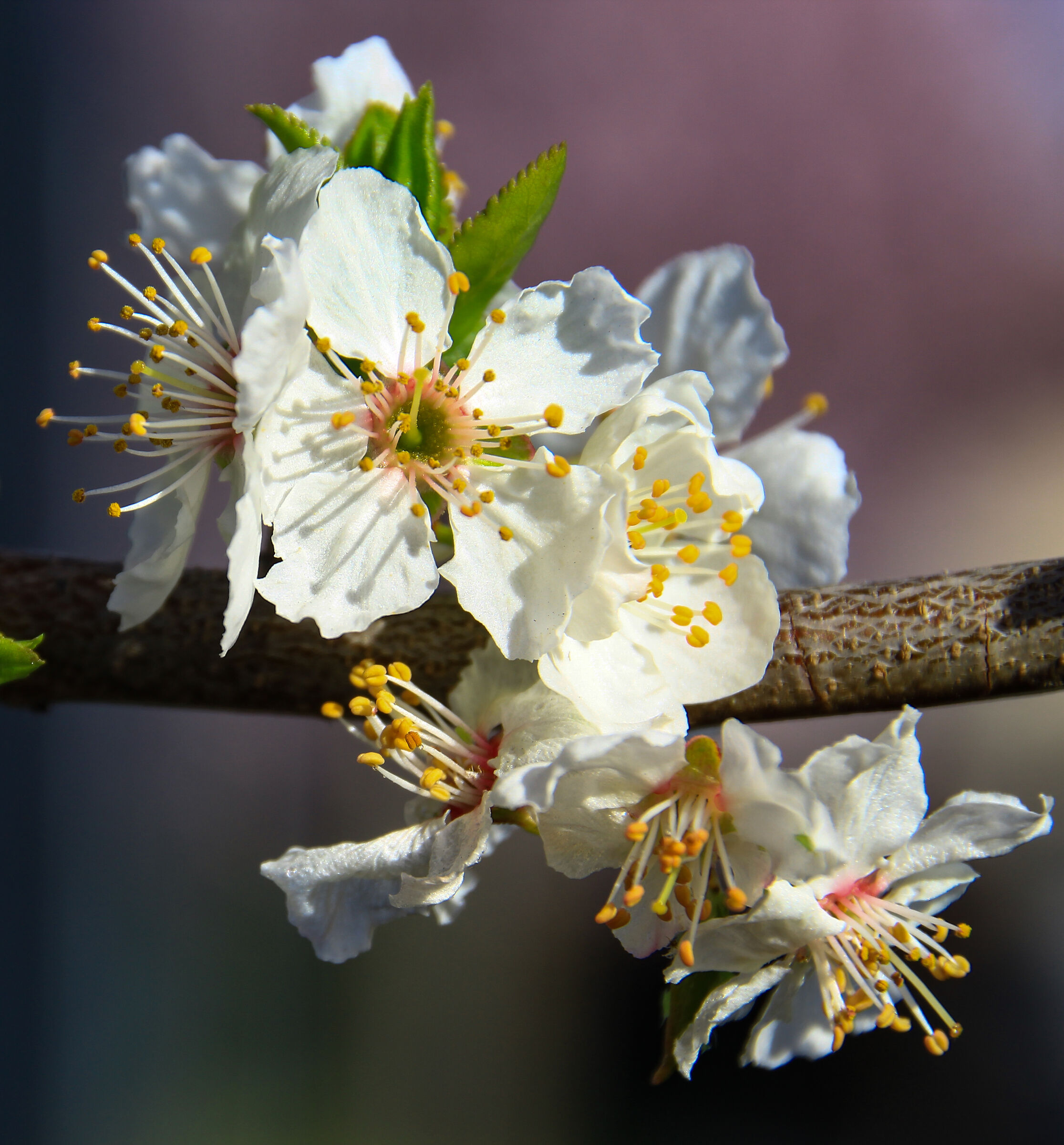 Prunus