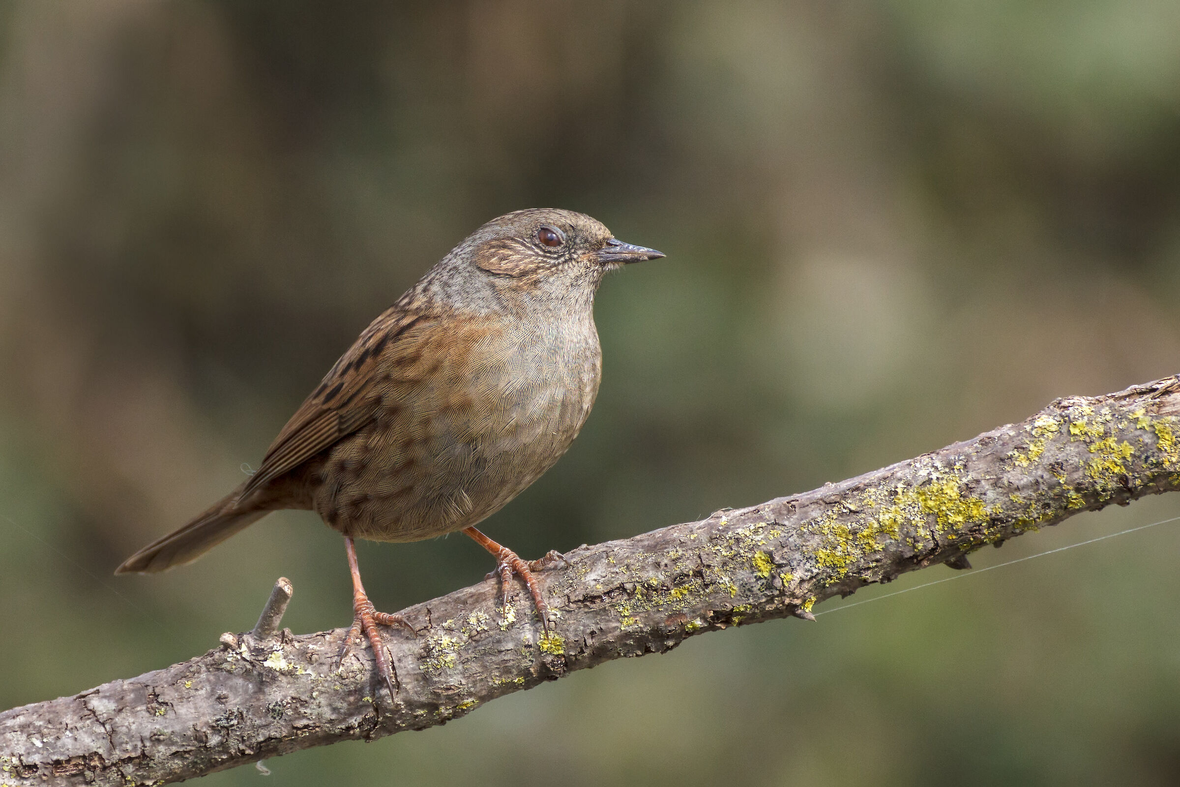 My country... Sunday 10 March 2019