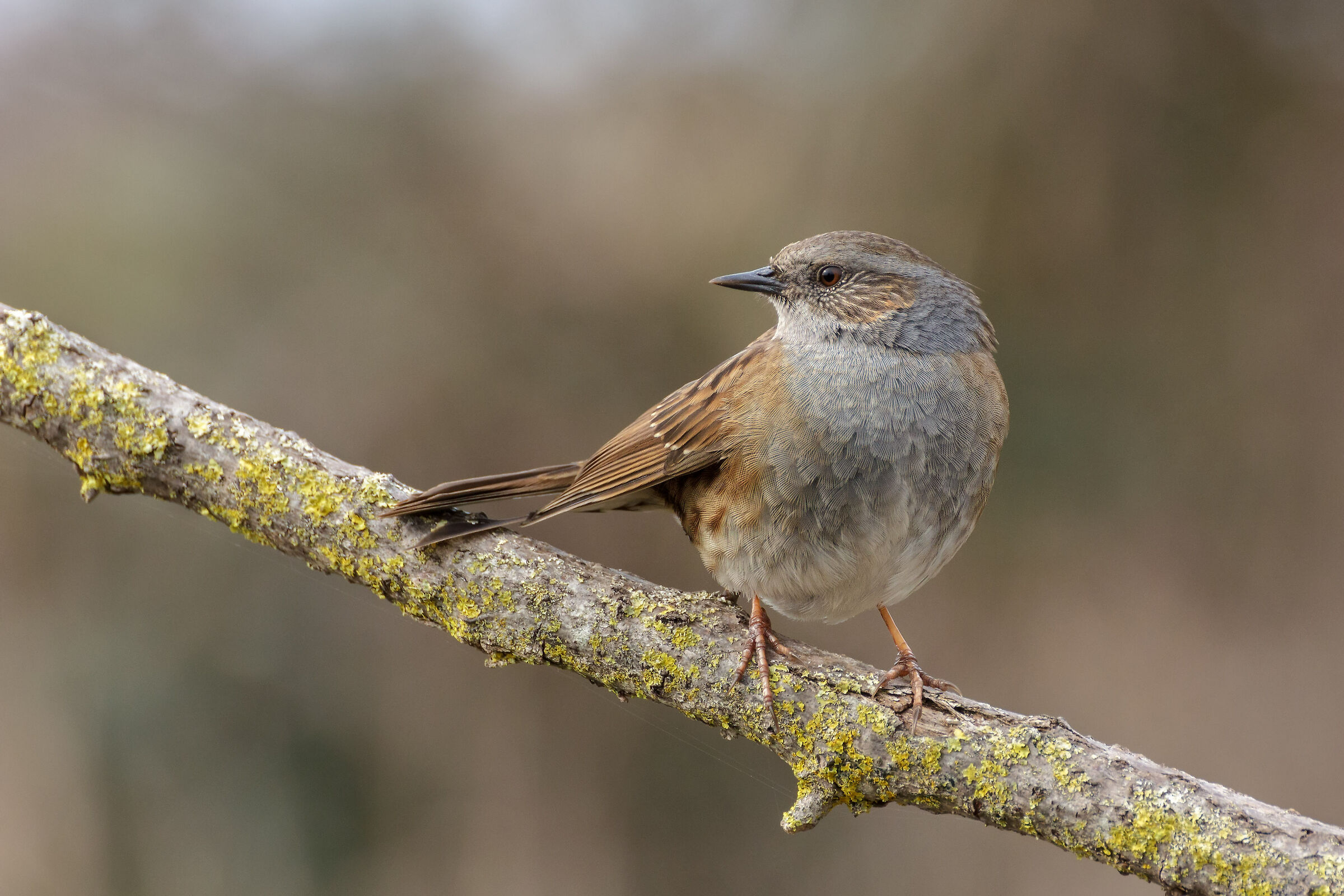 My country... Sunday 10 March 2019