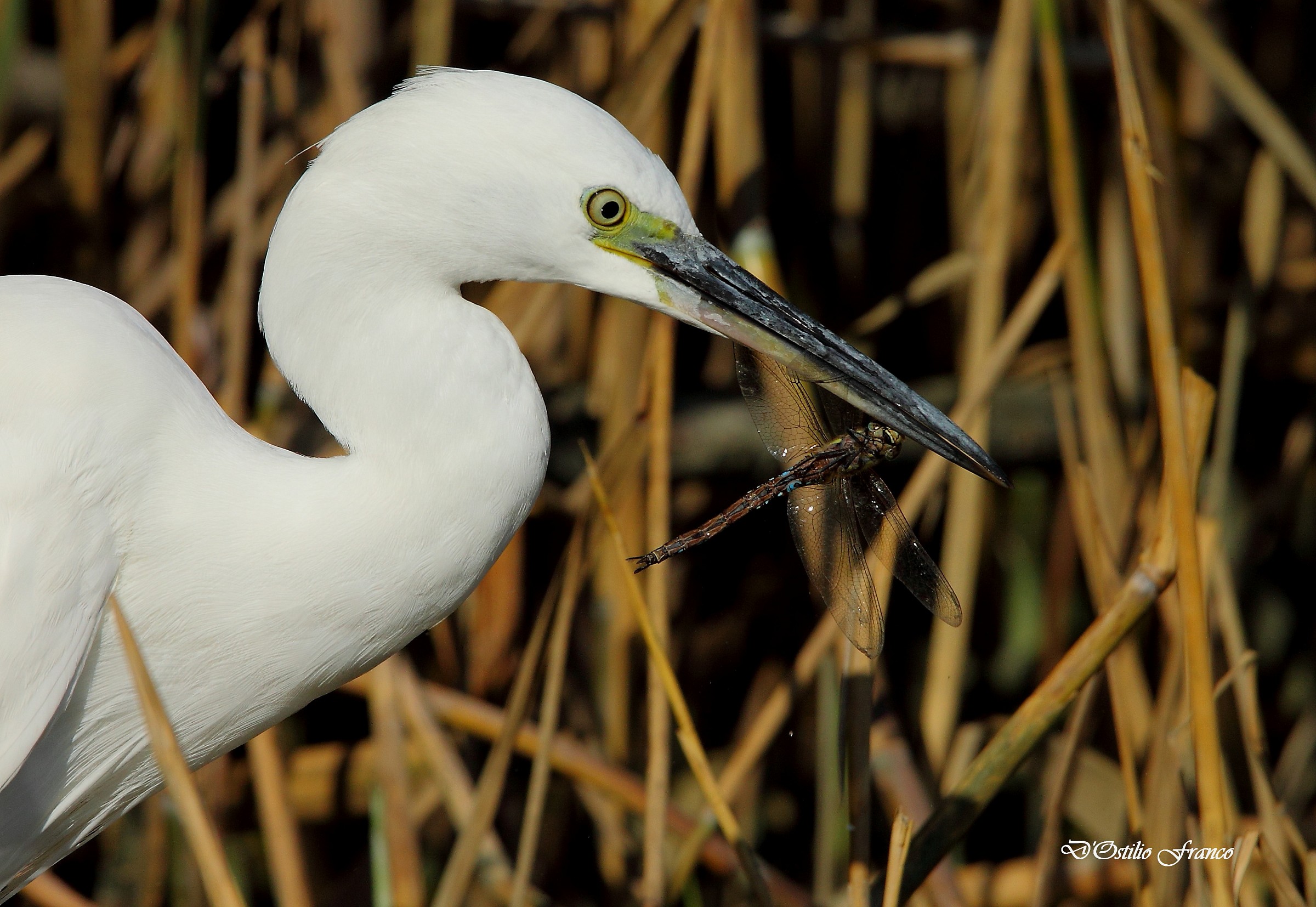 Egret Egretta with dragonfly
