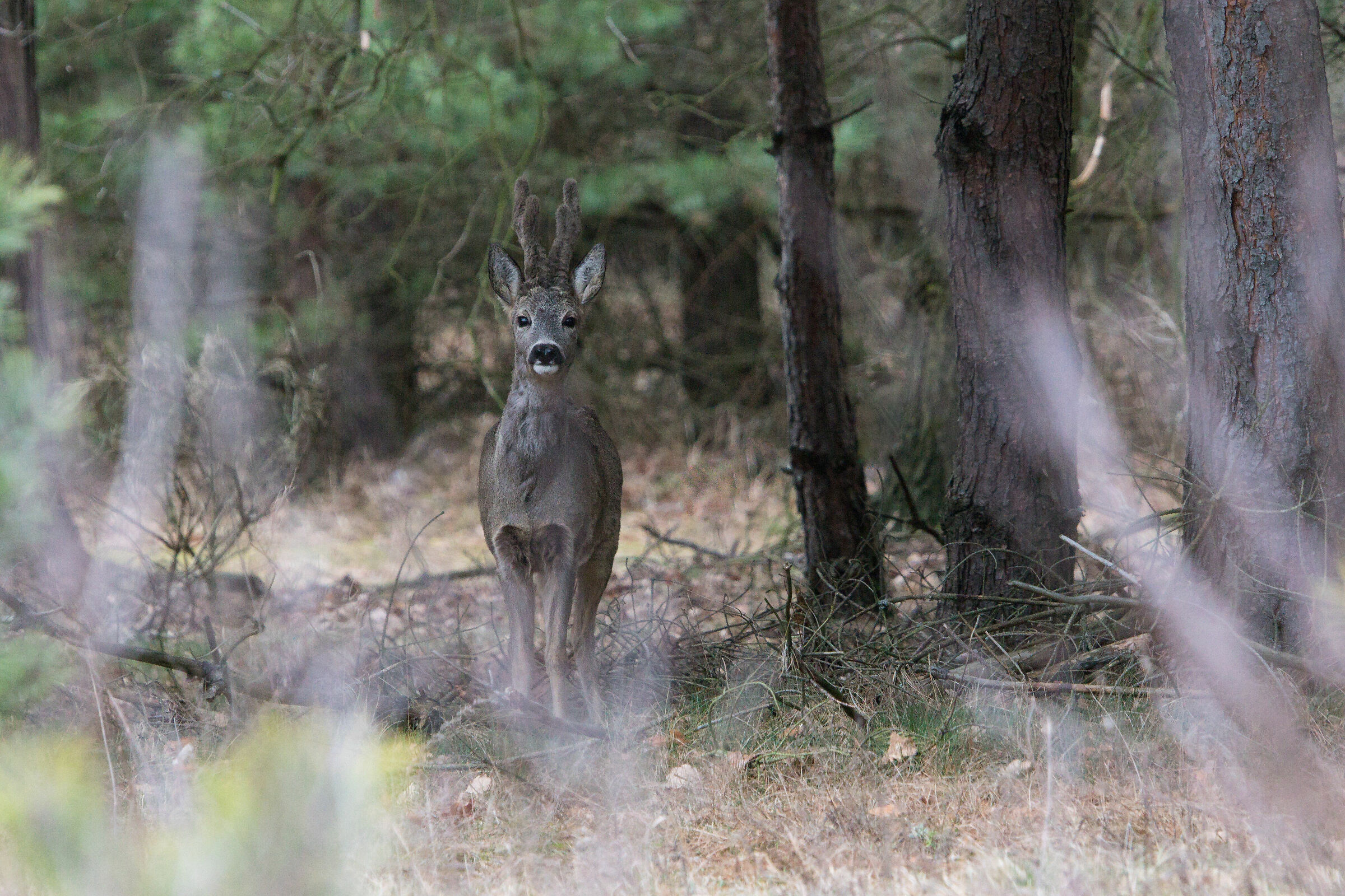 Capriolo (Capreolus capreolus)
