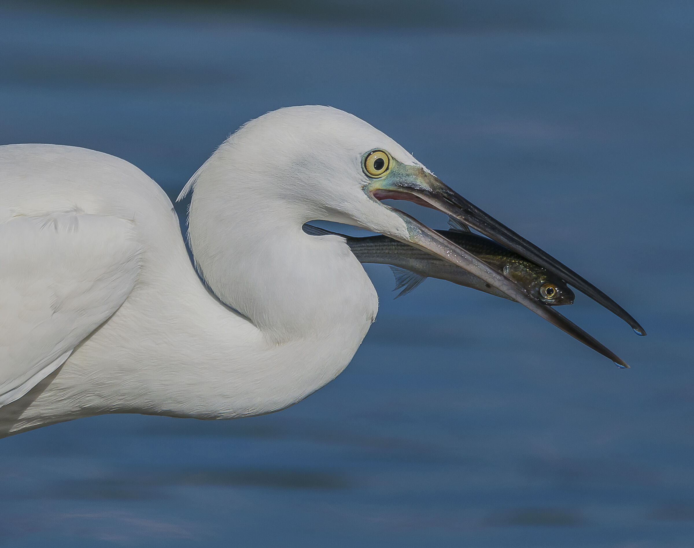 Bon appétit- Egretta garzetta