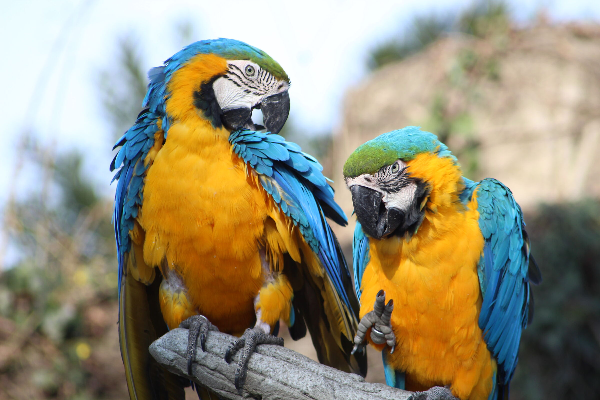Parrots