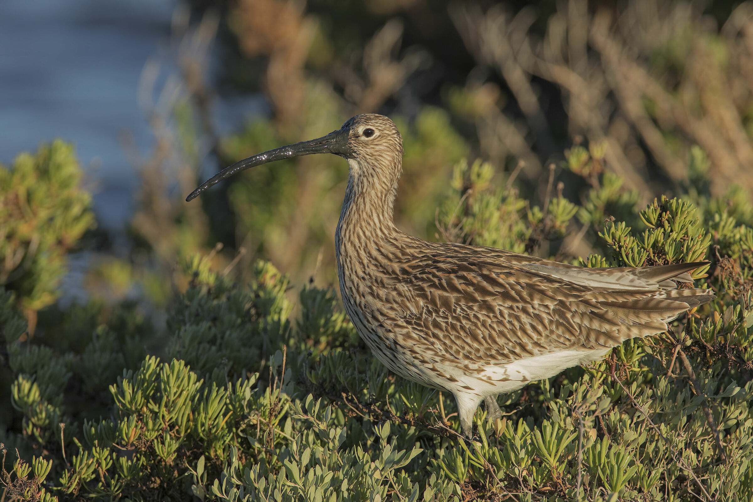 Major Curlew (Numenius arquata)