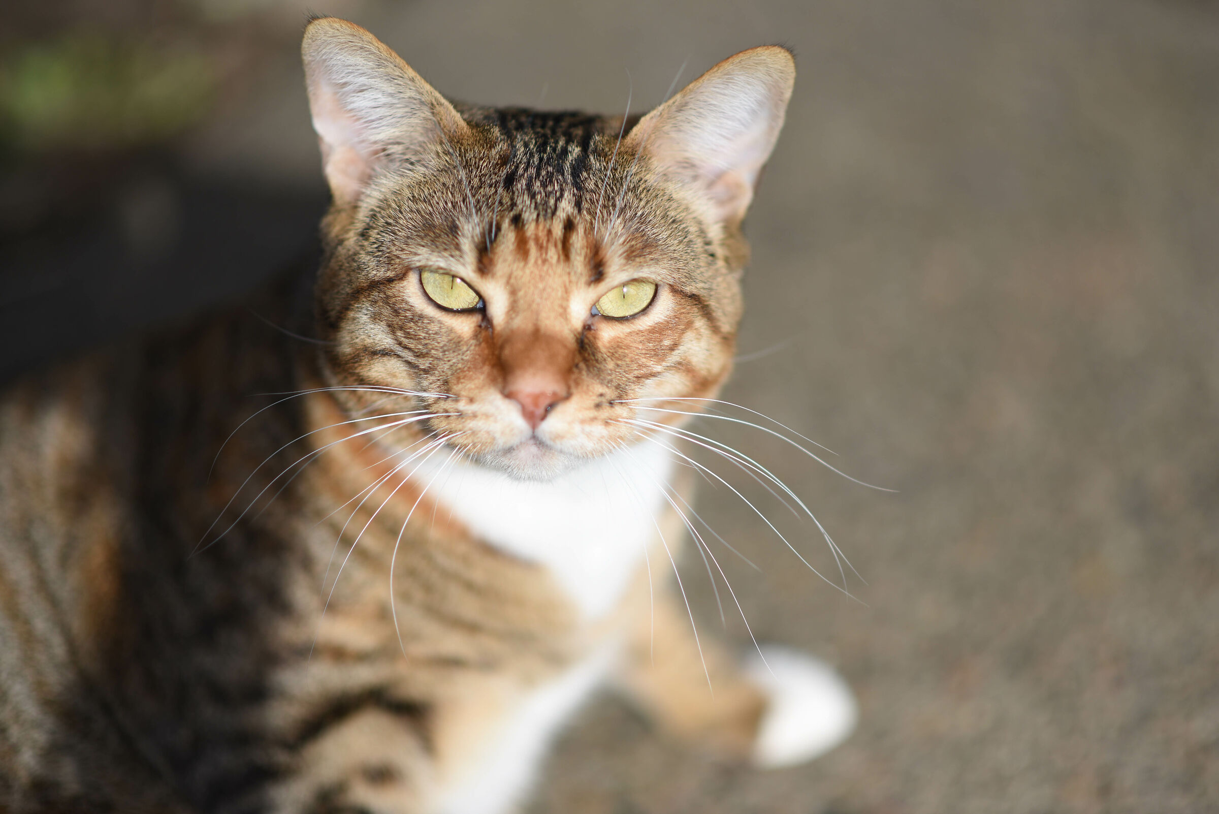 New camera test shots