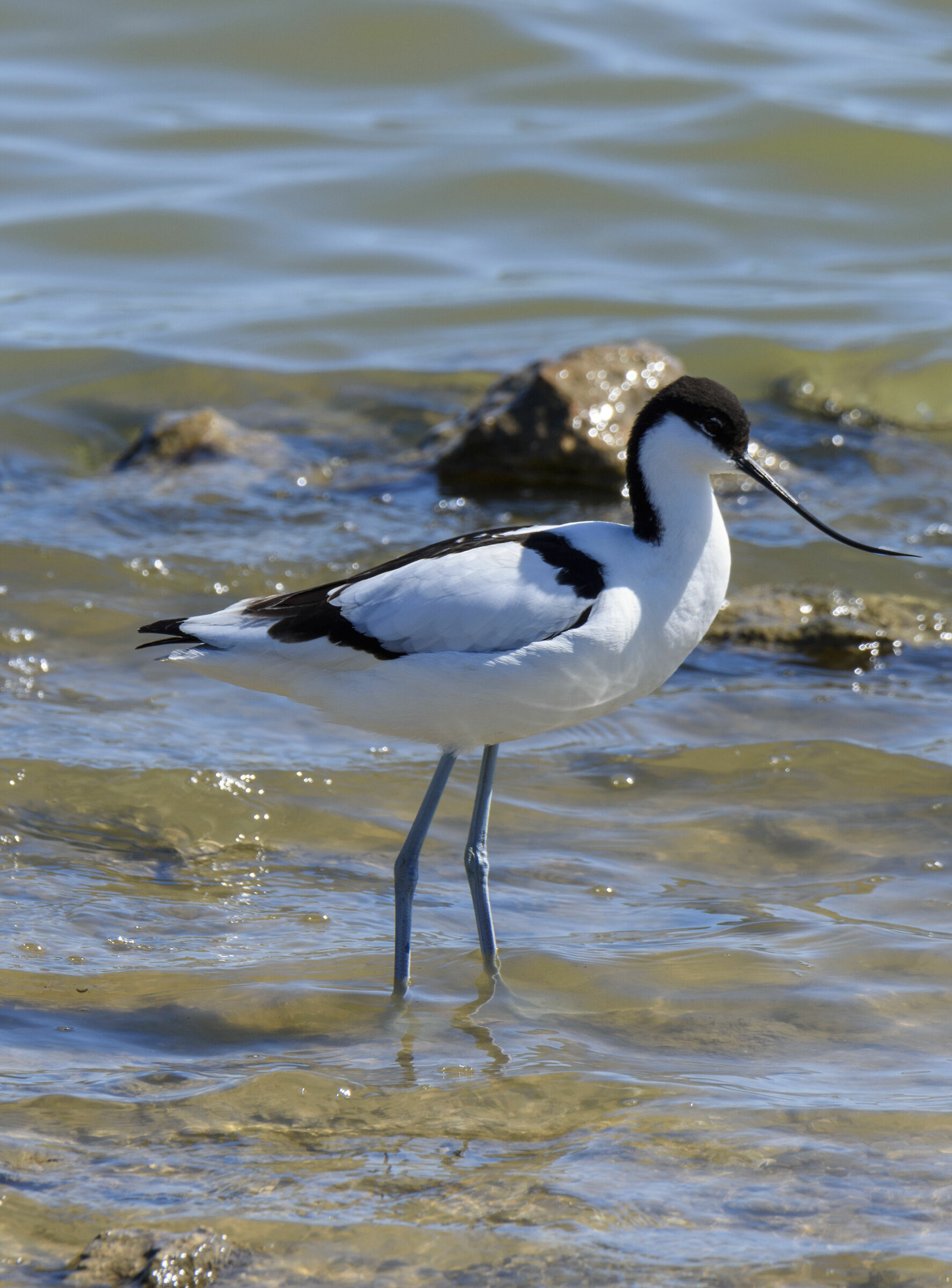 Avocetta