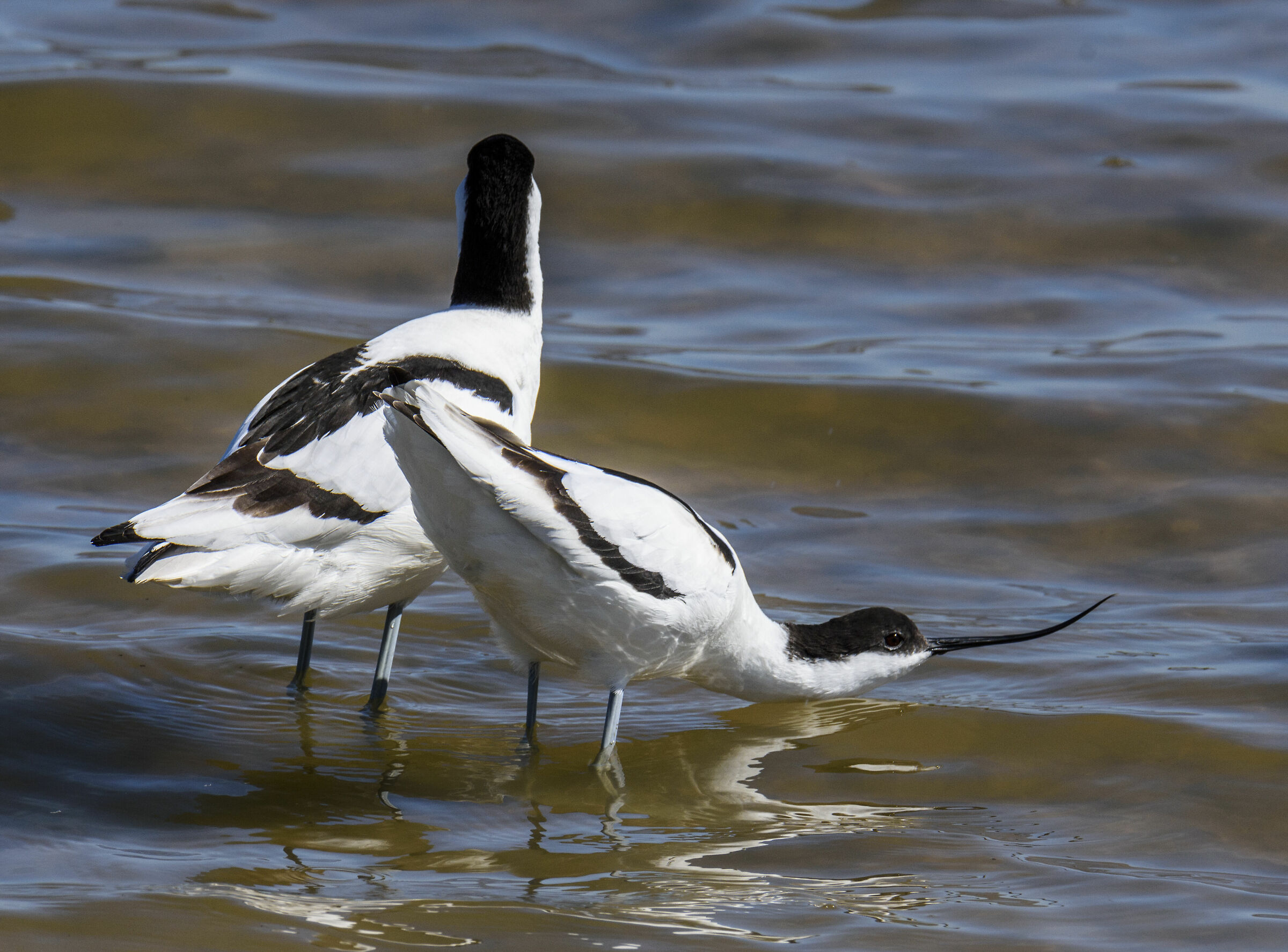 Avocetta