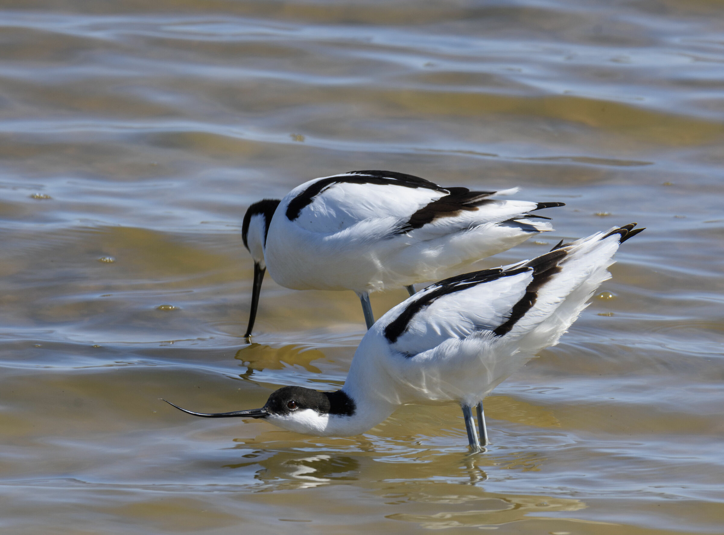 Avocetta
