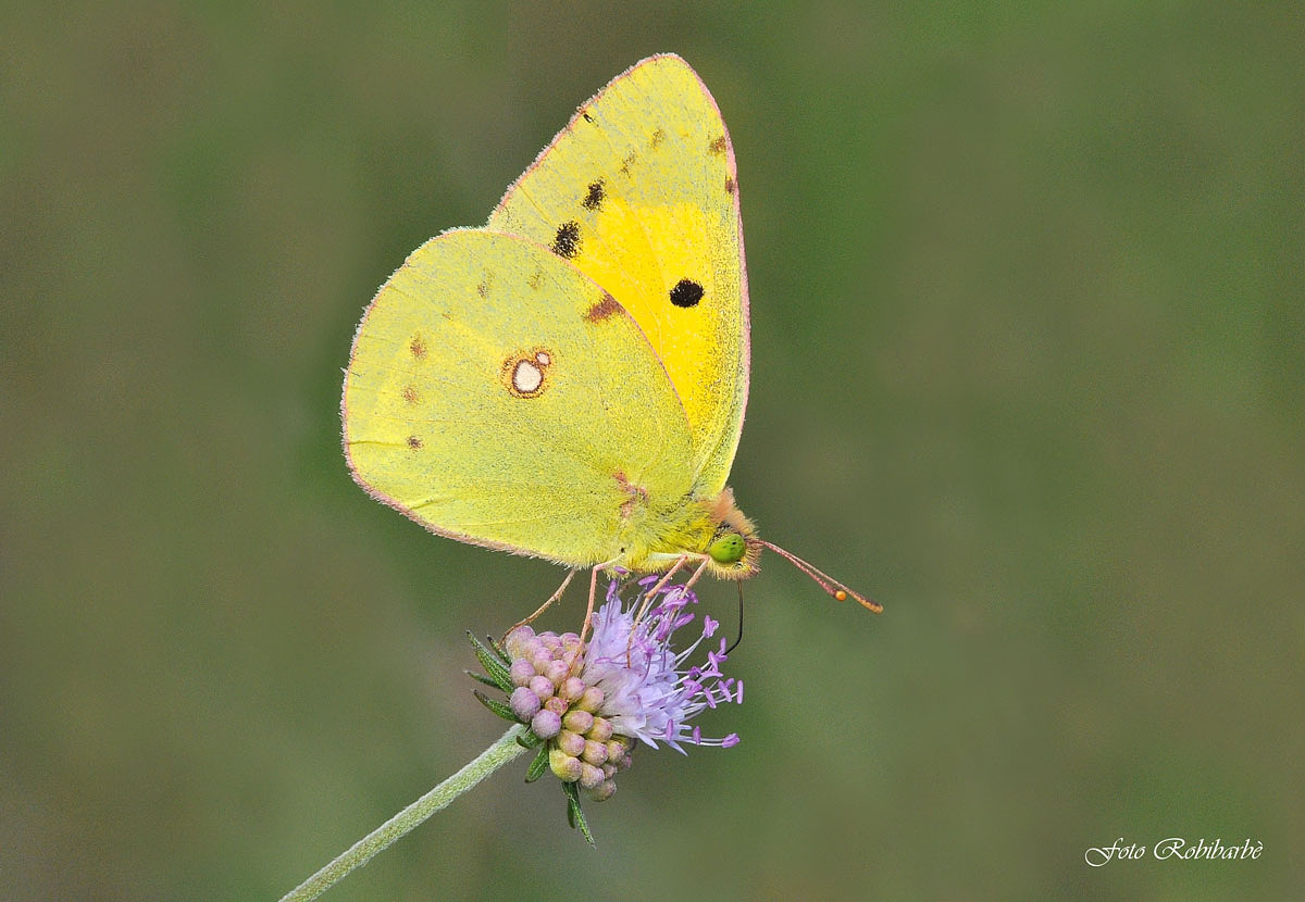 Colias of Alfacar...