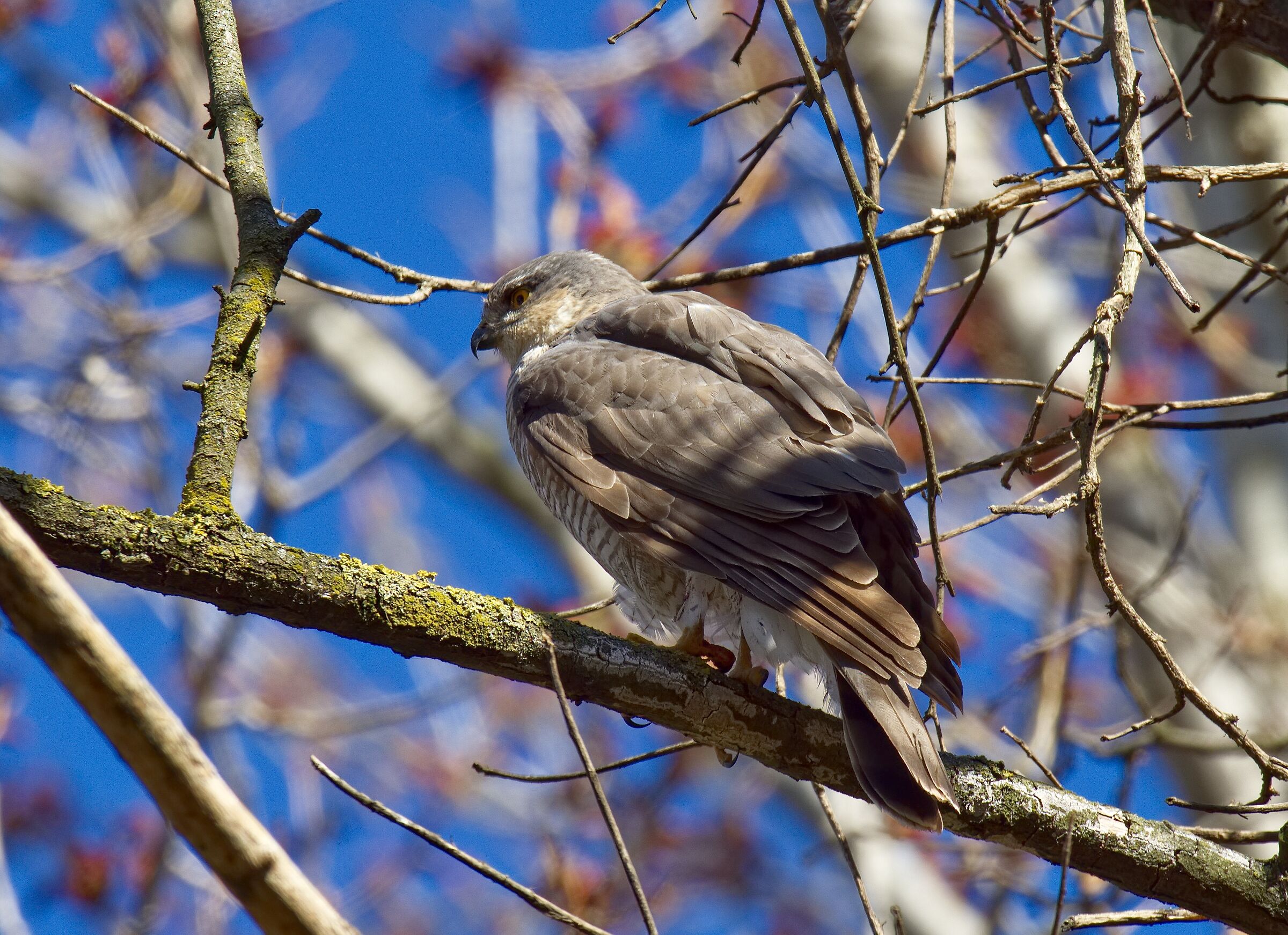 My first Sparrow Hawk