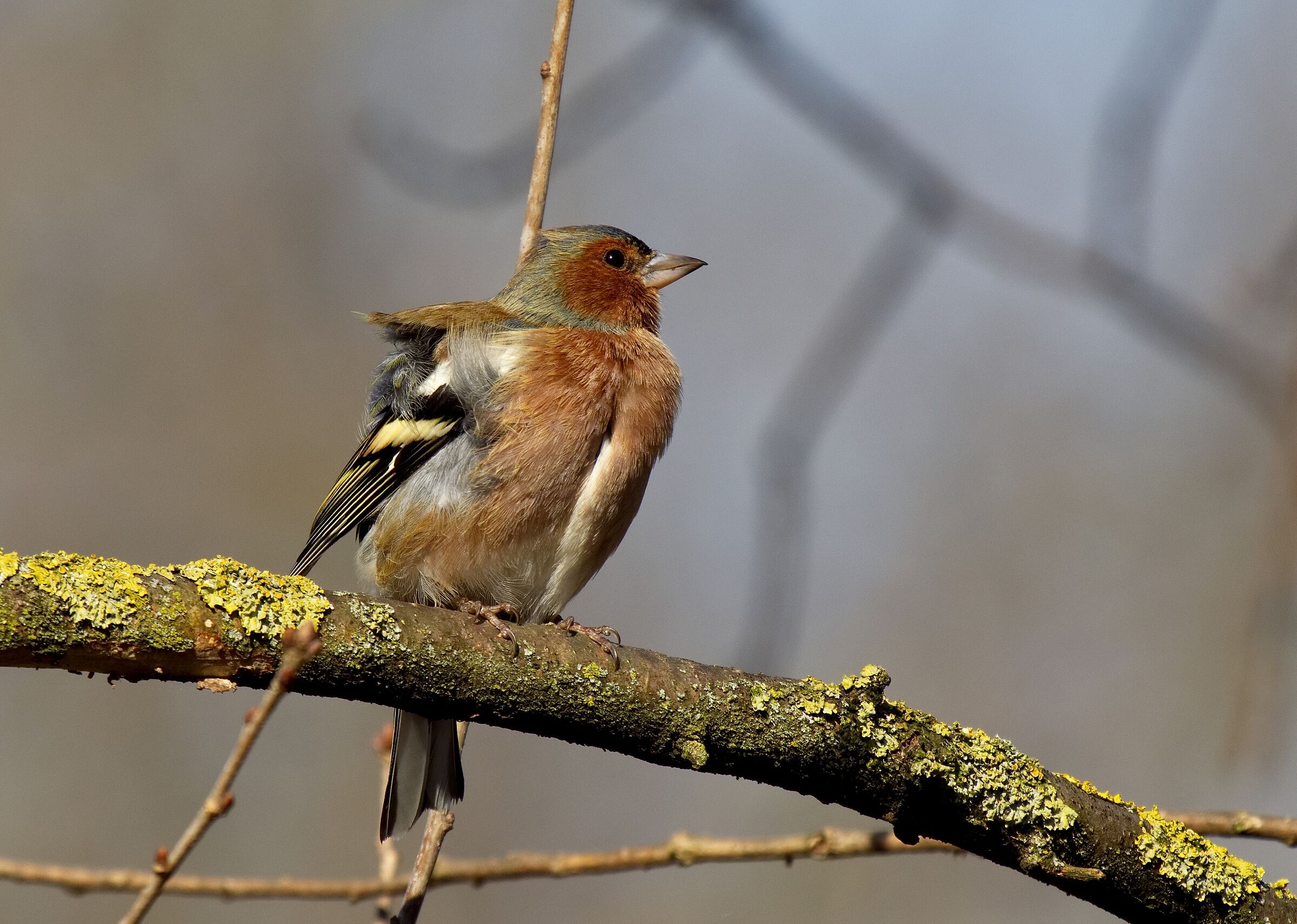 Finches in the Wind